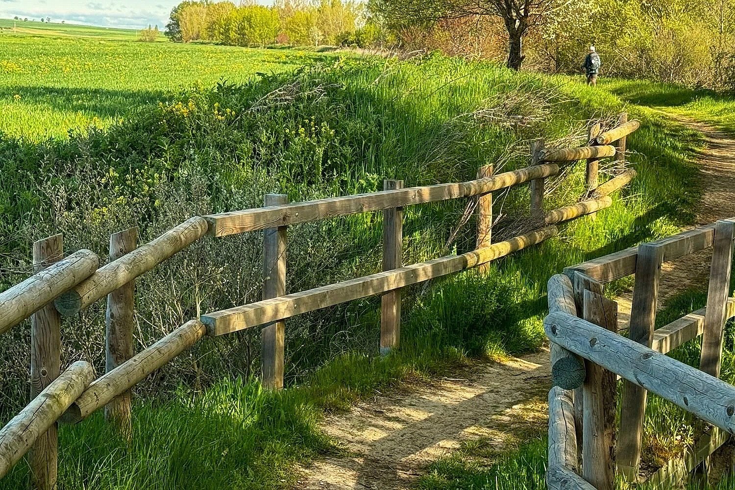 Camino Frances trail