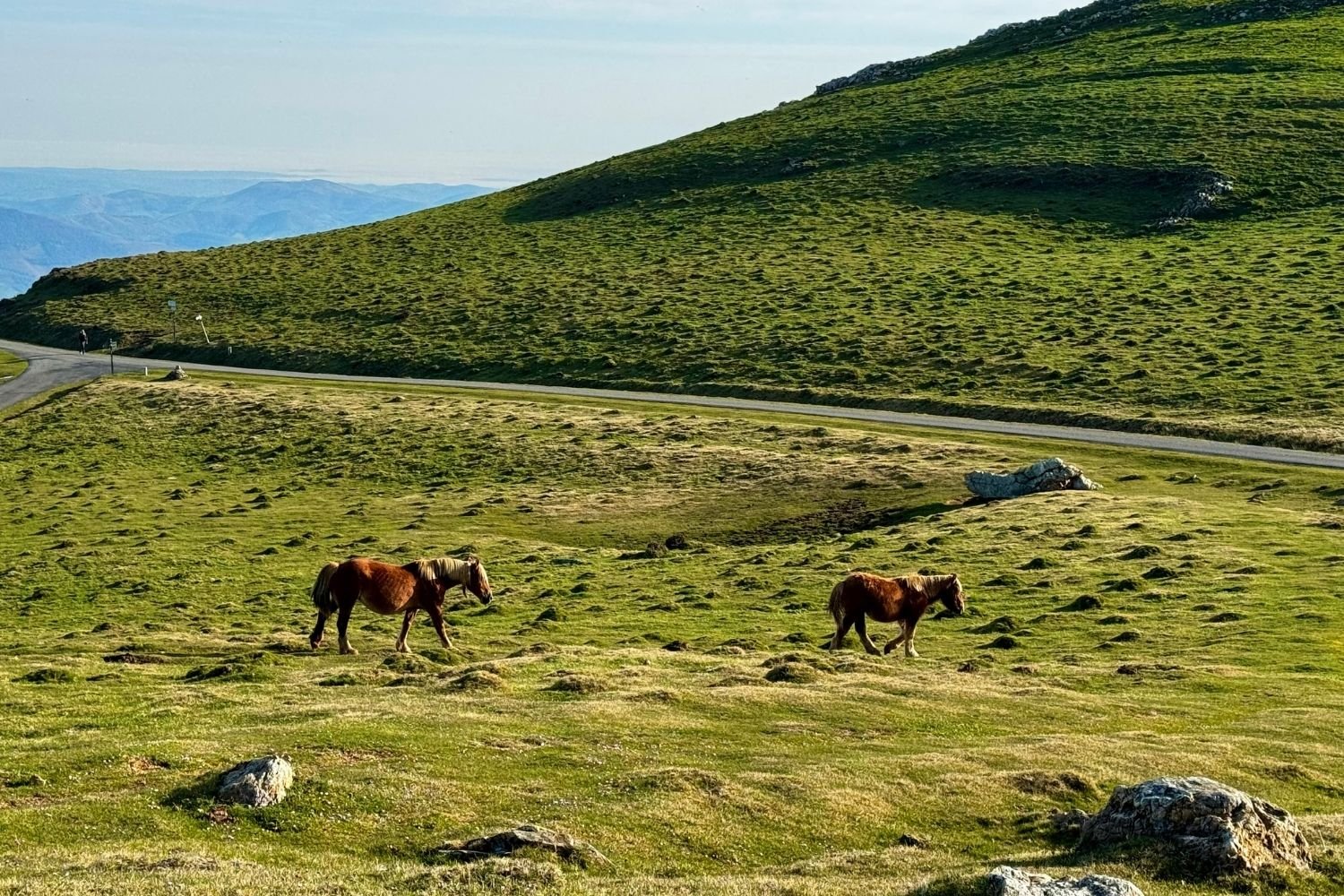 Camino Frances Horses on Trail