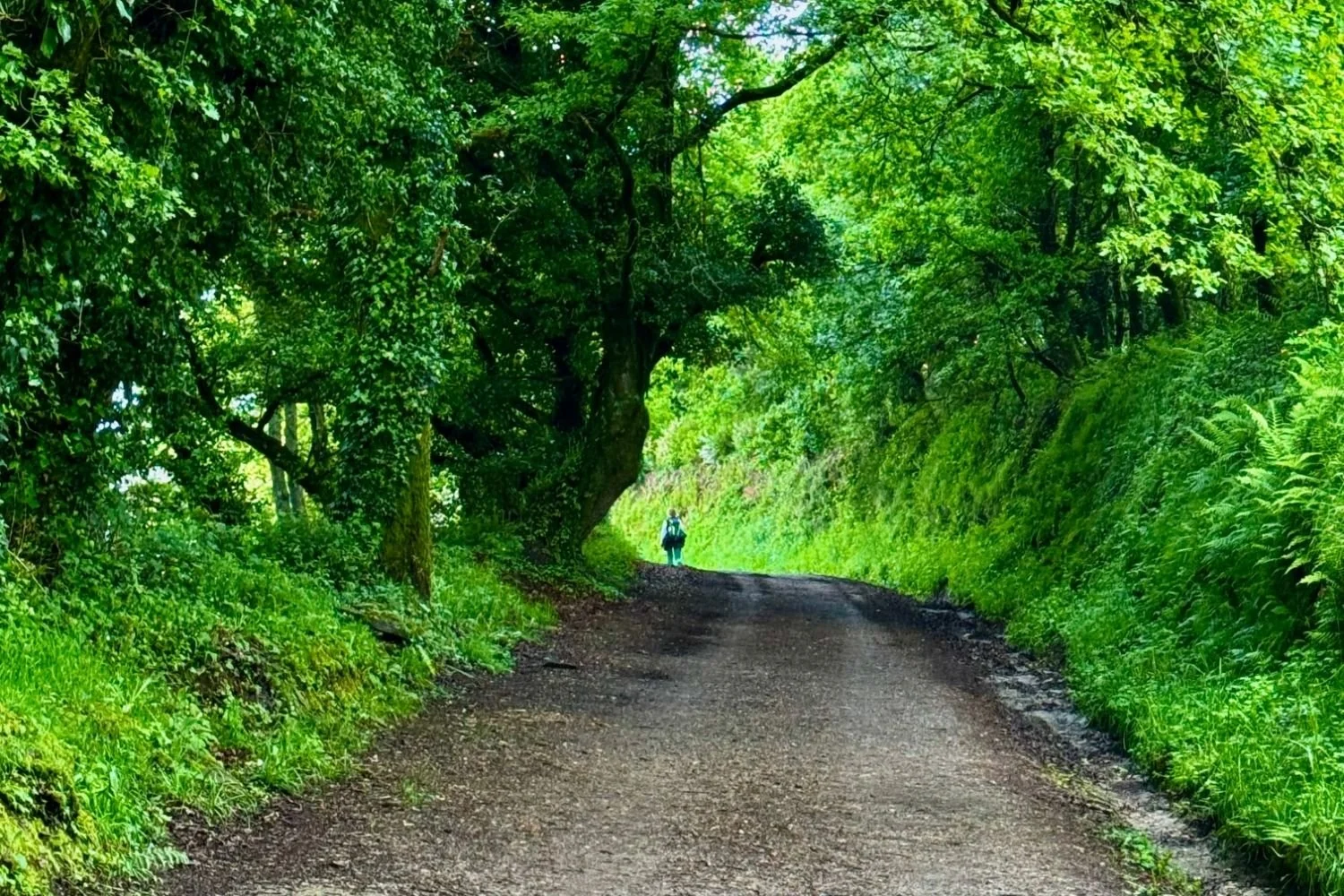 Eva is hiking through a tunnel of lush green foliage on the Camino Francés Trail.