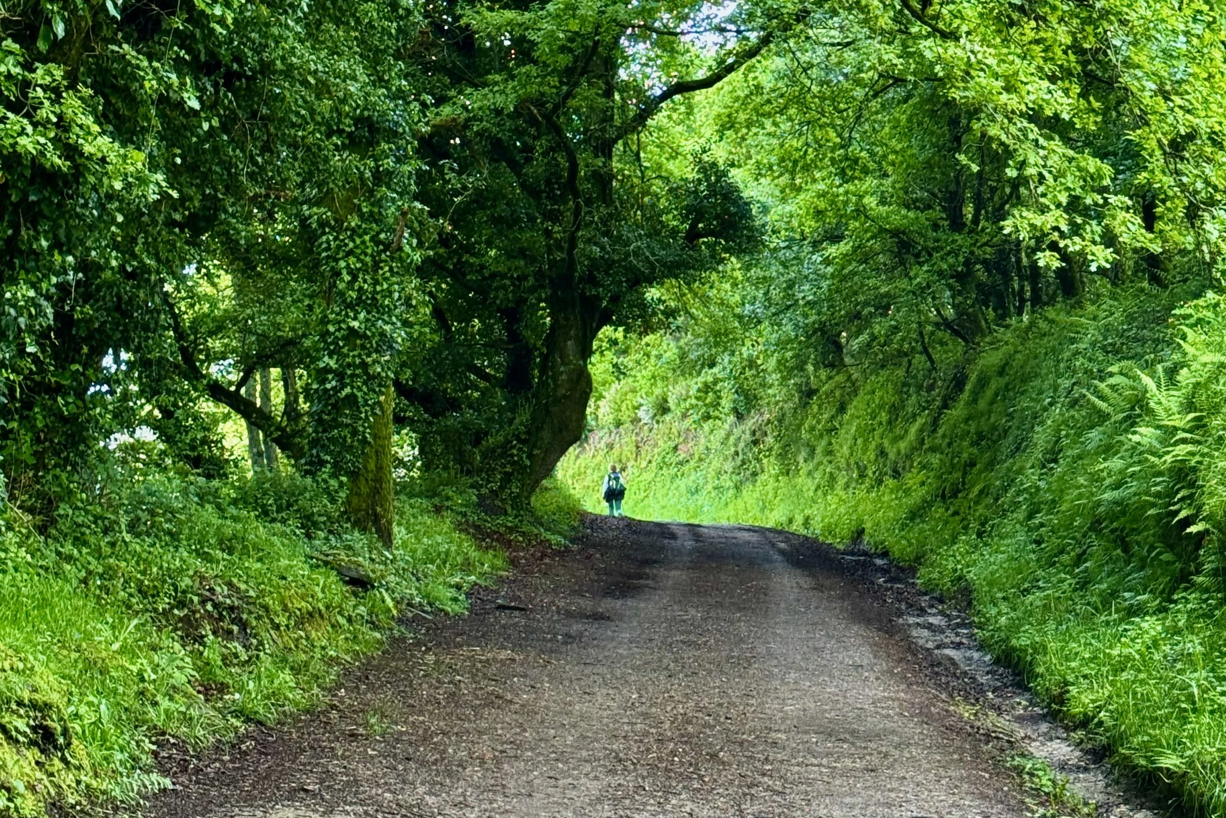 Camino Francés Trail