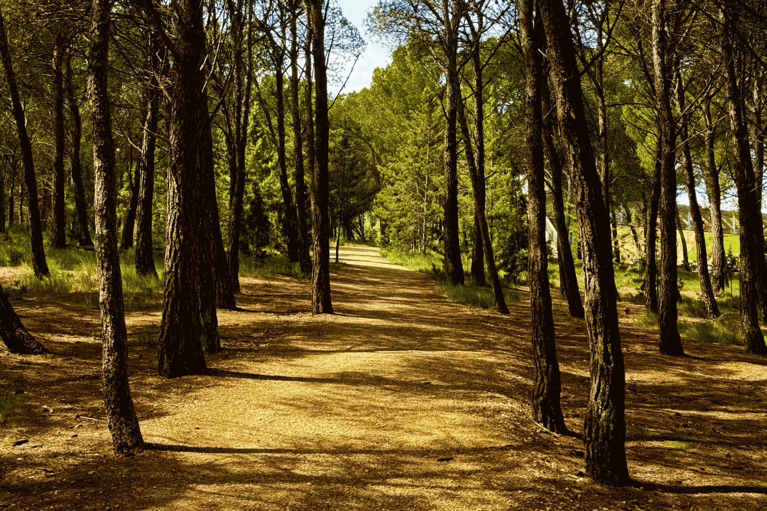 Camino Frances Trail