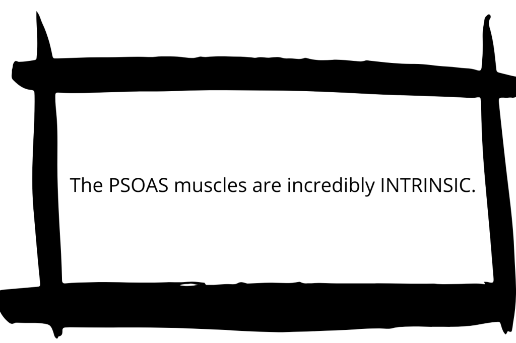 box around the text "the psoas muscles are incredibly intrinsic"