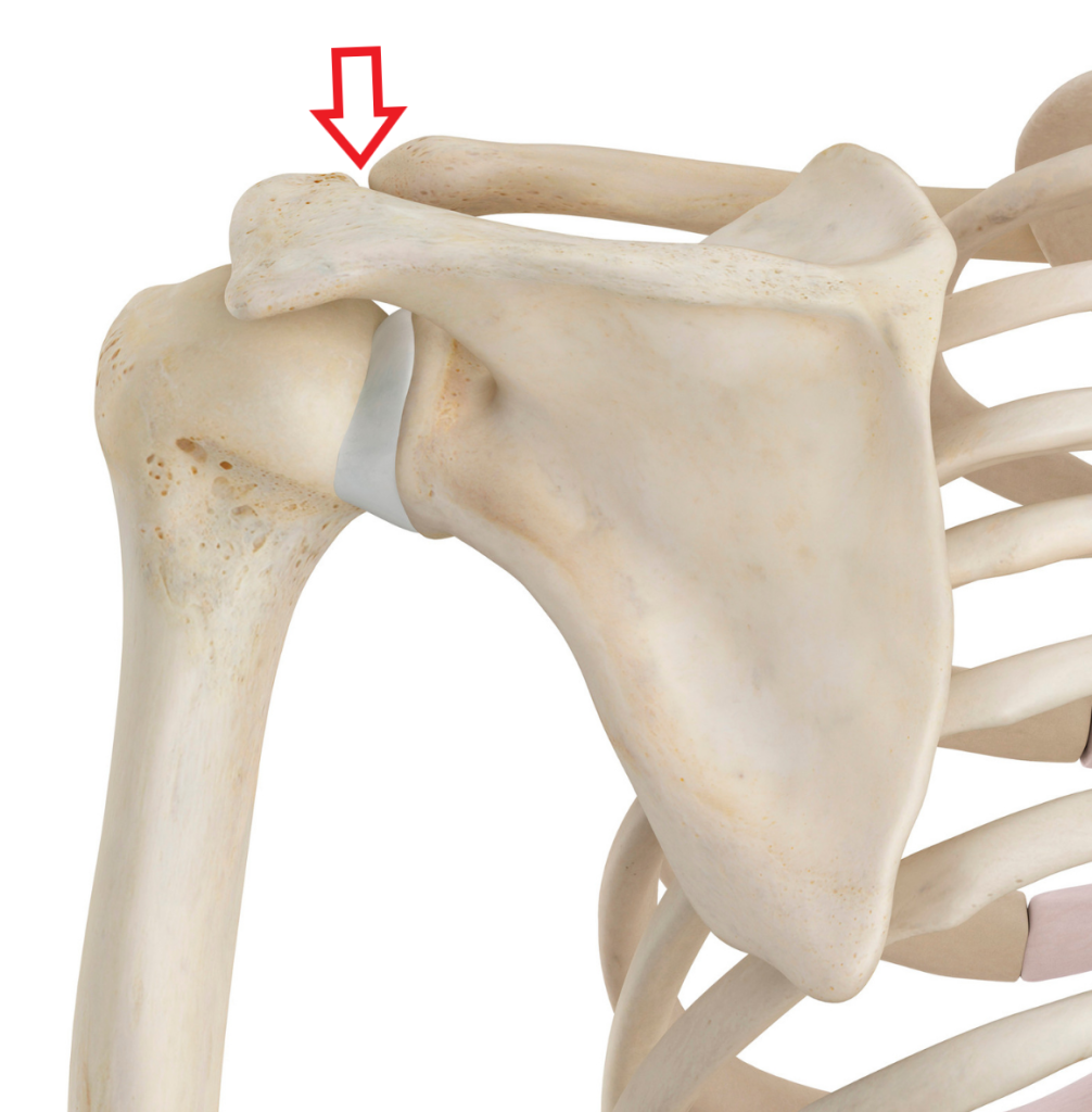 skeletal depiction of where the acromion process is