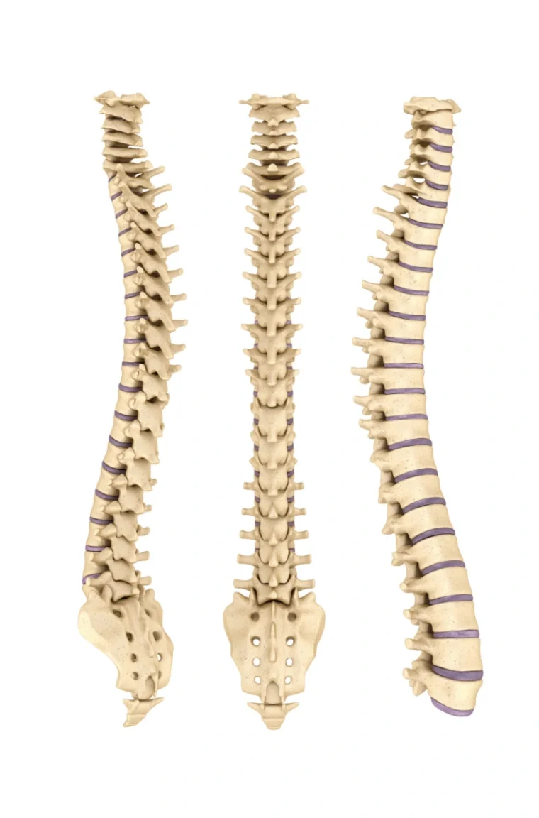 spinal column anatomy