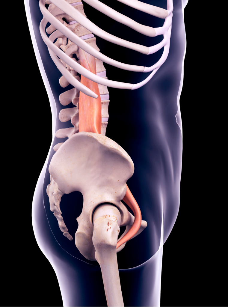 side view of the psoas anatomy