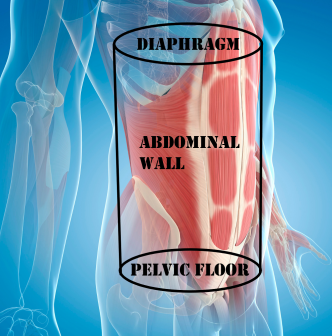 graphic showing how the abdominal cavity acts as a cannister