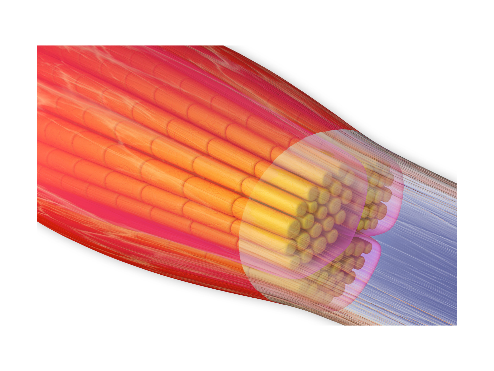 graphic of muscle fibers