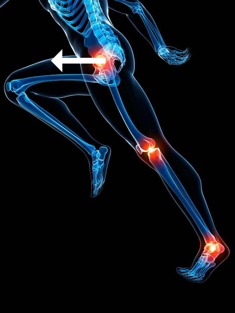 anatomical depiction of what an anterior glide of the hip looks like