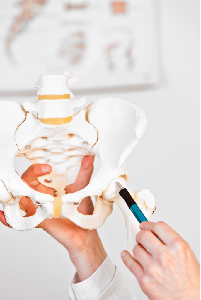 man pointing to the hip joint on a skeleton model