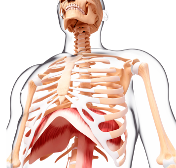 anatomical depiction of the dome shape of the diaphragm muscle
