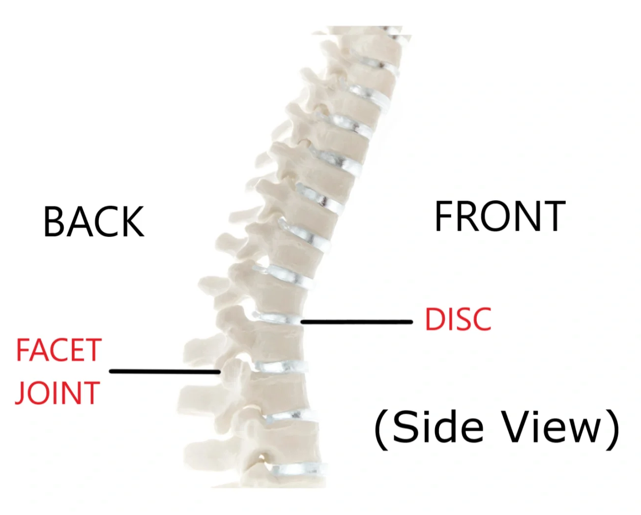 anatomy of lumbar spine facet joint and disc