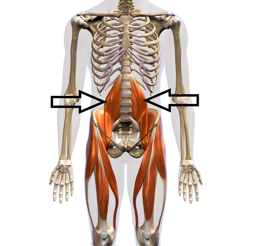 front view of the anatomy of the trunk and legs showing where the psoas muscle sits