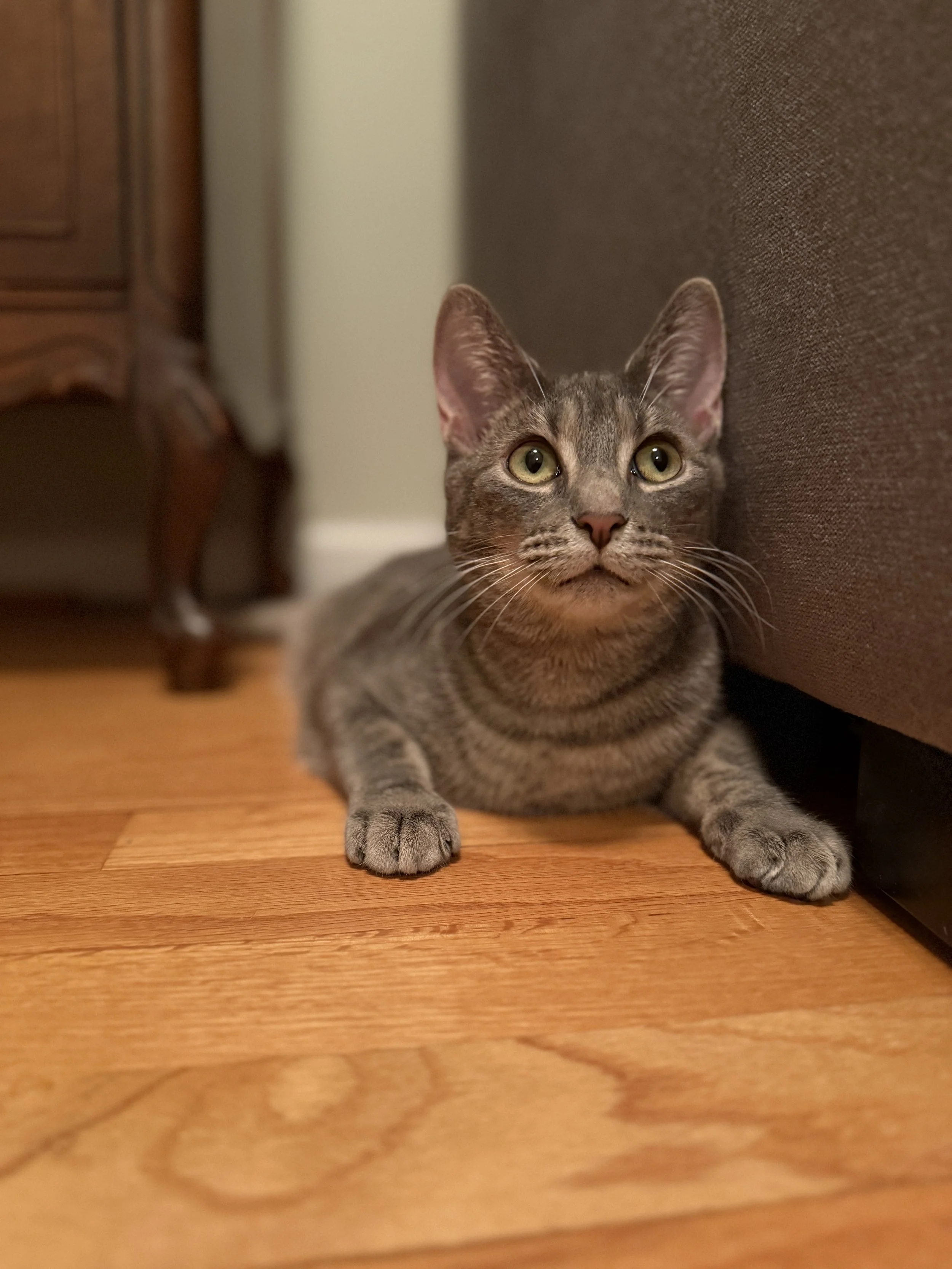 Gray tabby kitten lying on a wooden floor, partially tucked behind furniture, looking upwards.
