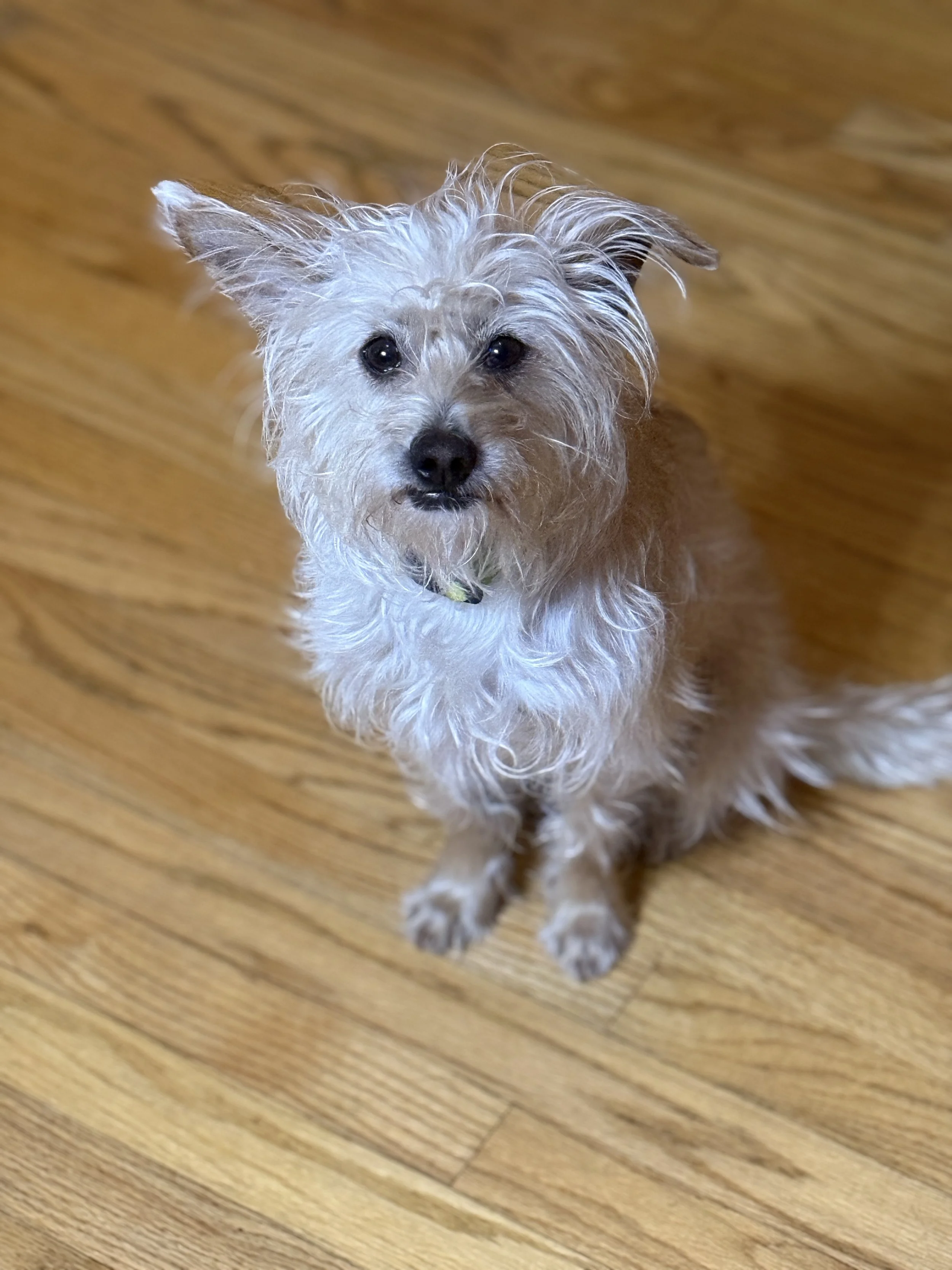 Small dog with scruffy, light-colored fur sitting on a wooden floor, looking up at the camera.