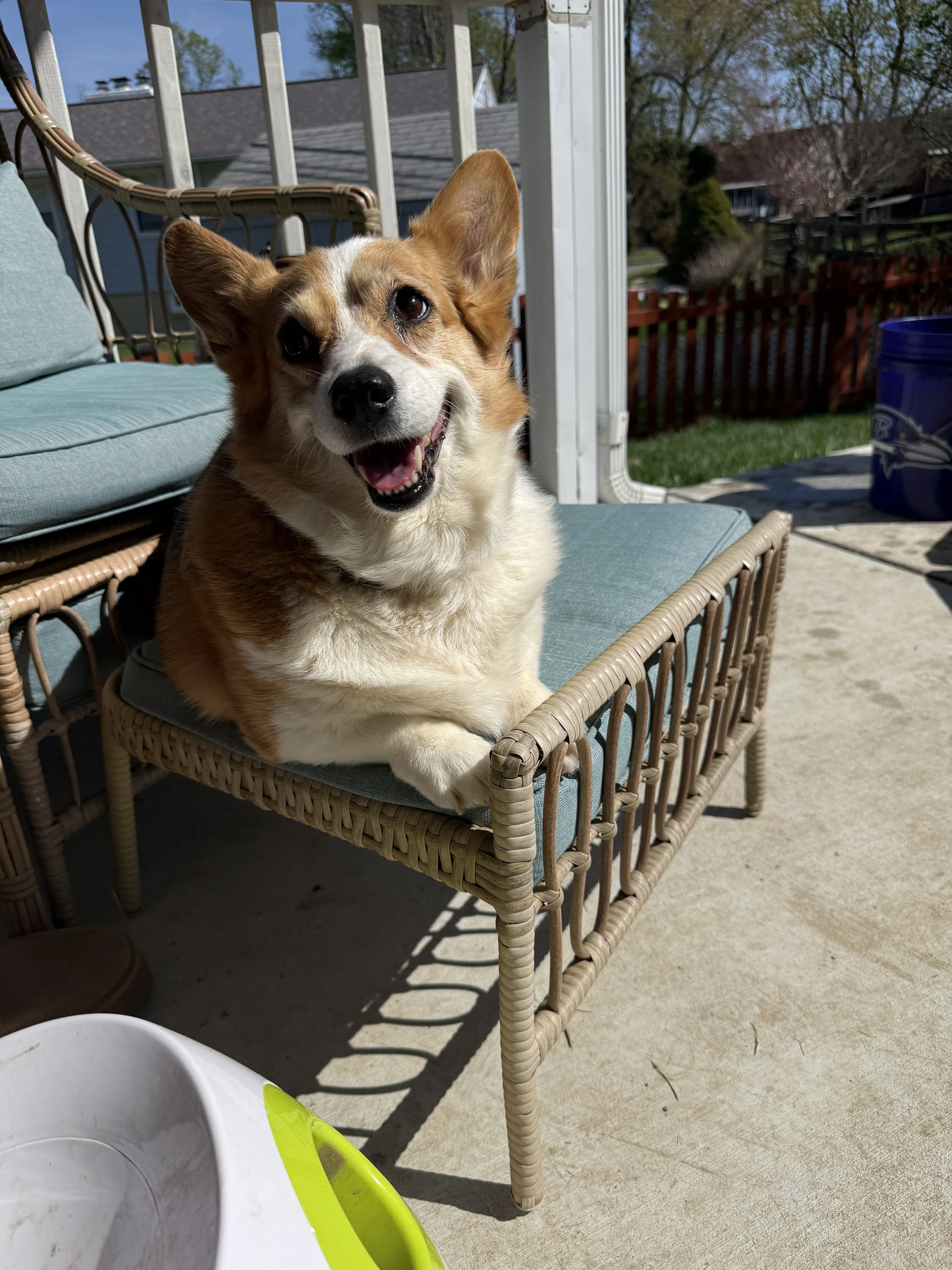 A happy dog with brown and white fur, sitting on outdoor patio furniture with a cushion, in a backyard with a wooden fence, trees, and houses in the background, during daytime.