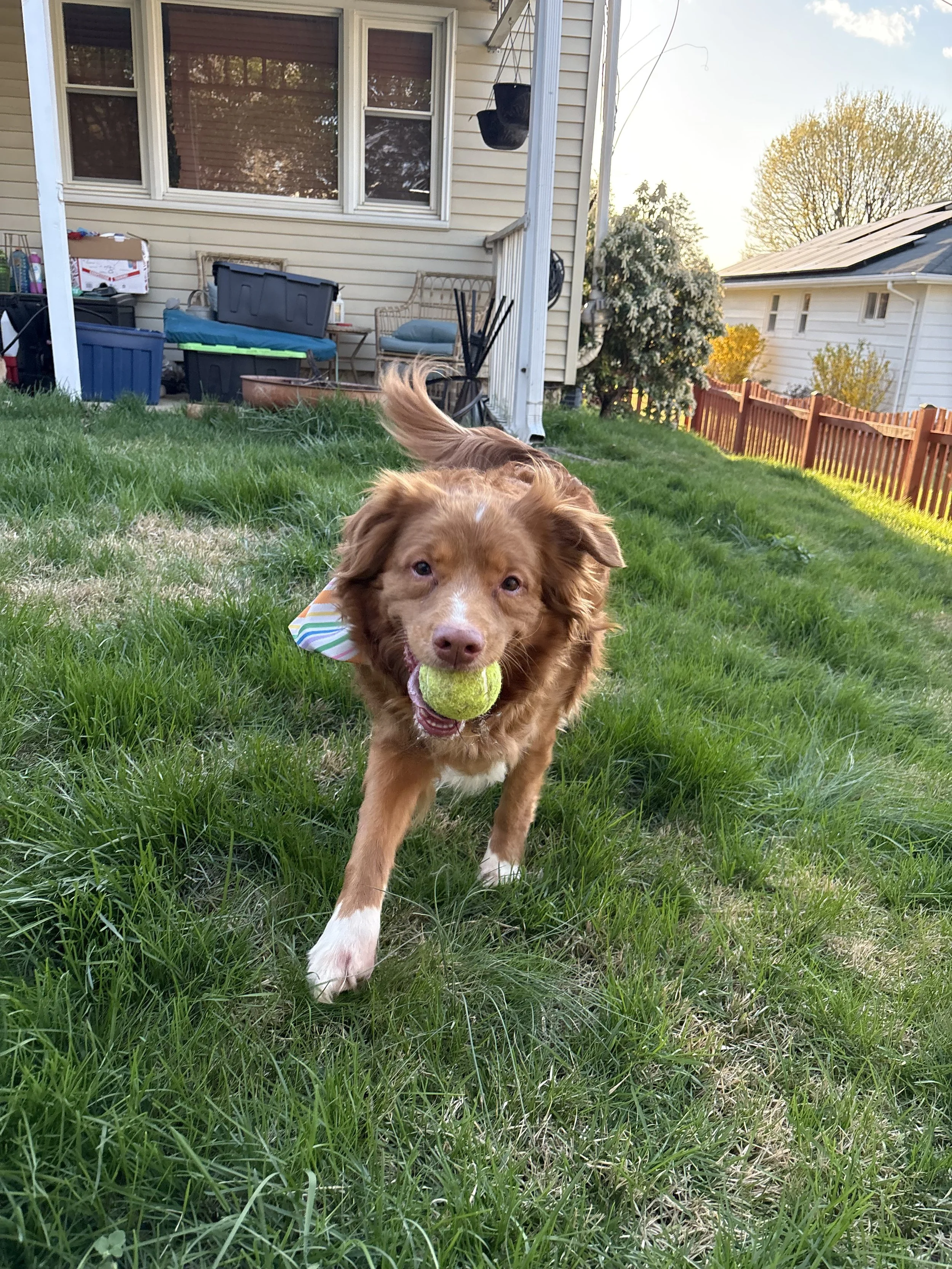 A brown dog running on green grass outdoors with a tennis ball in its mouth, wearing a striped bandana, near a house with a porch, backyard, and a large tree in the background.