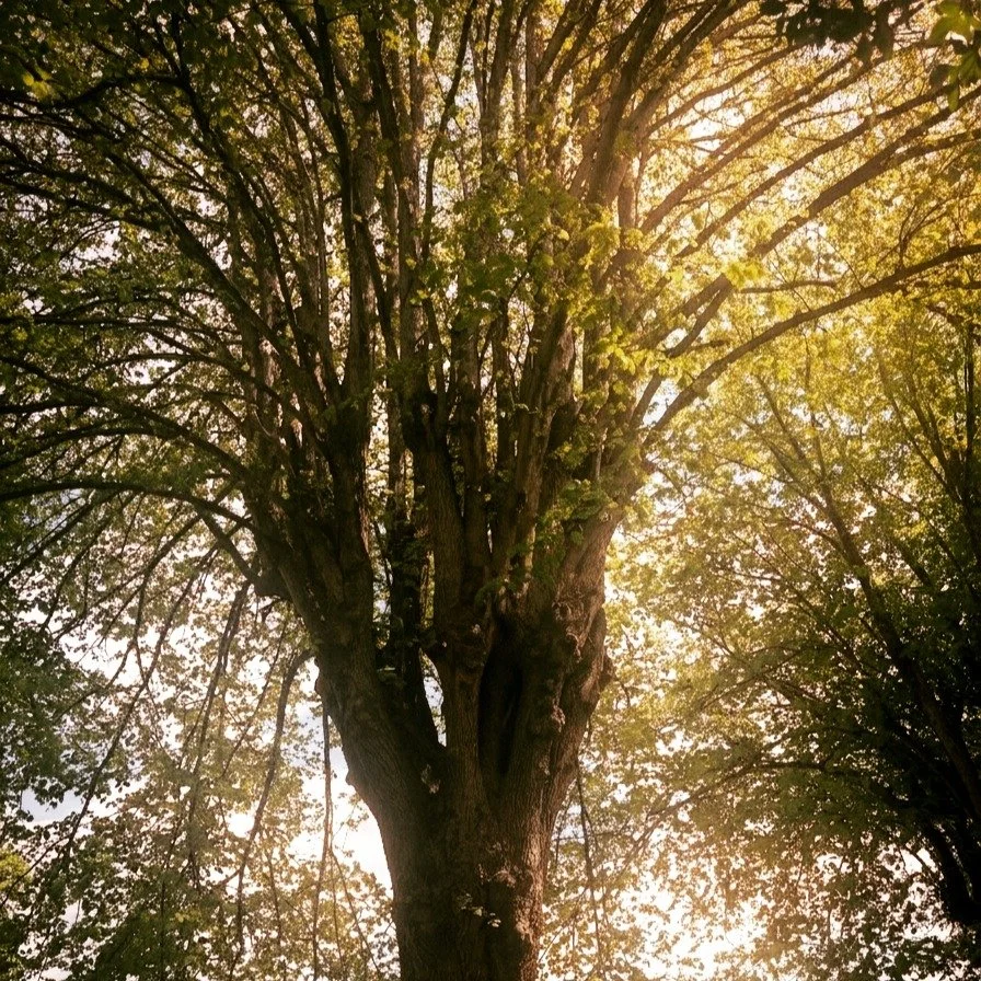 Hidden in Exeter: a canopy worthy of a rainforest. 🌳✨

#savebramdeanfield