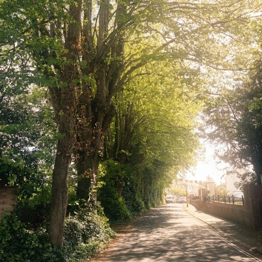 Some day soon these trees must be pollarded to keep them safe. Until then, we shall slowly promenade under their calming embrace. 

#savebramdeanfield