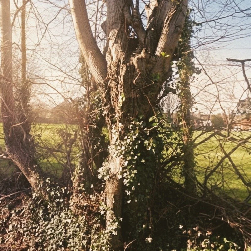 Even in winter, the green beyond calls you in.

Imagine walking on here every day. 🌳

#savebramdeanfield