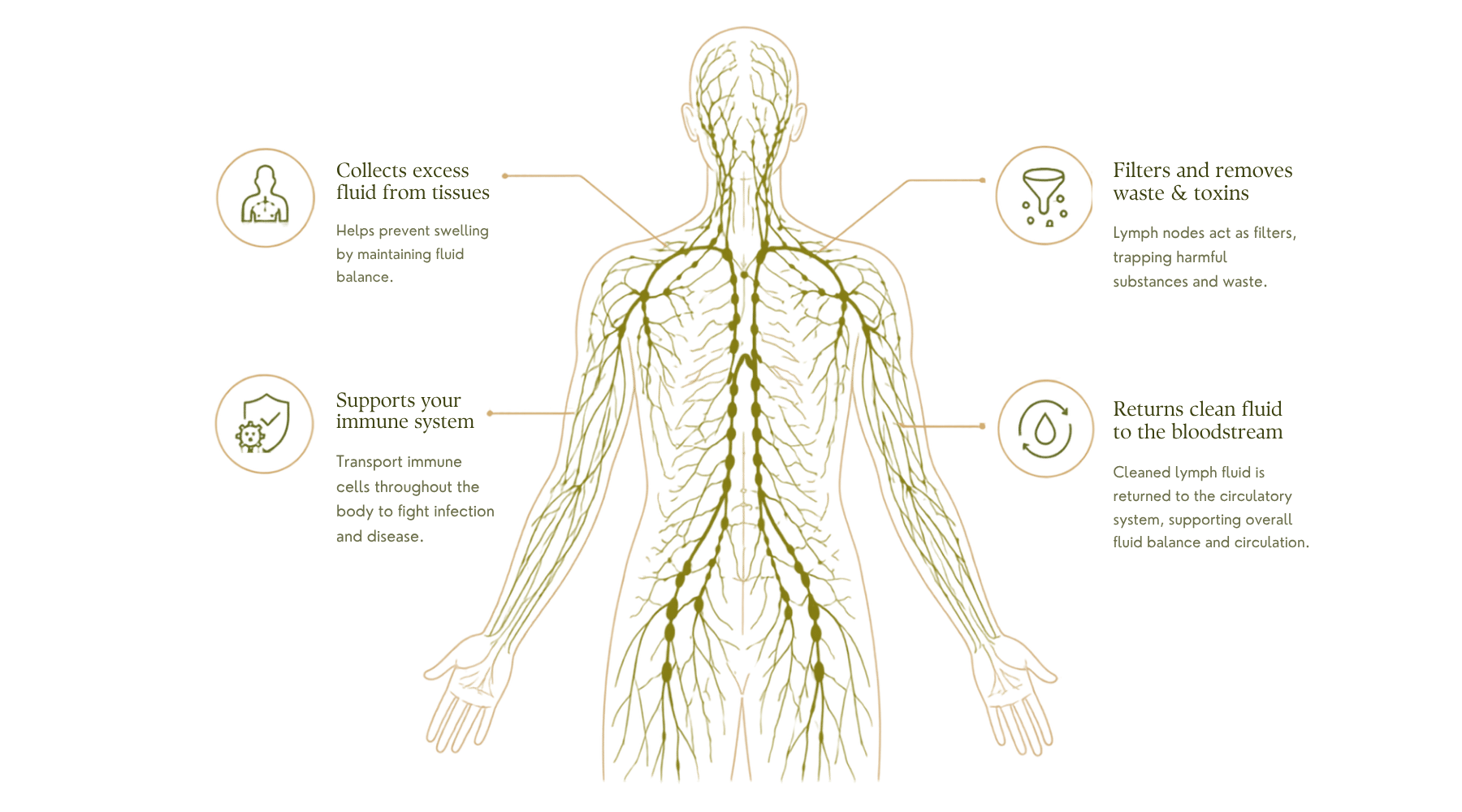 Diagram of the human lymphatic system showcasing lymph nodes, vessels, and functions. Highlights include: collecting excess fluid to prevent swelling, supporting immune cells to fight infections, filtering waste and toxins with lymph nodes, and returning clean fluid to the bloodstream.