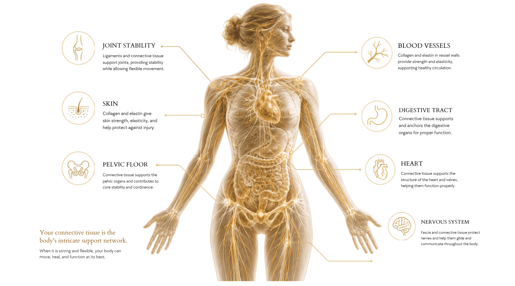 Lipedema & MCAS