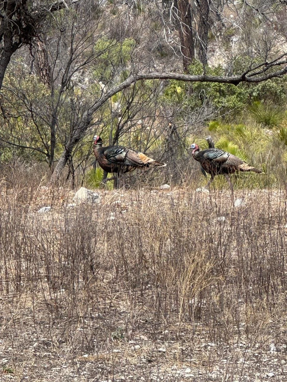 turkey hunting mexico