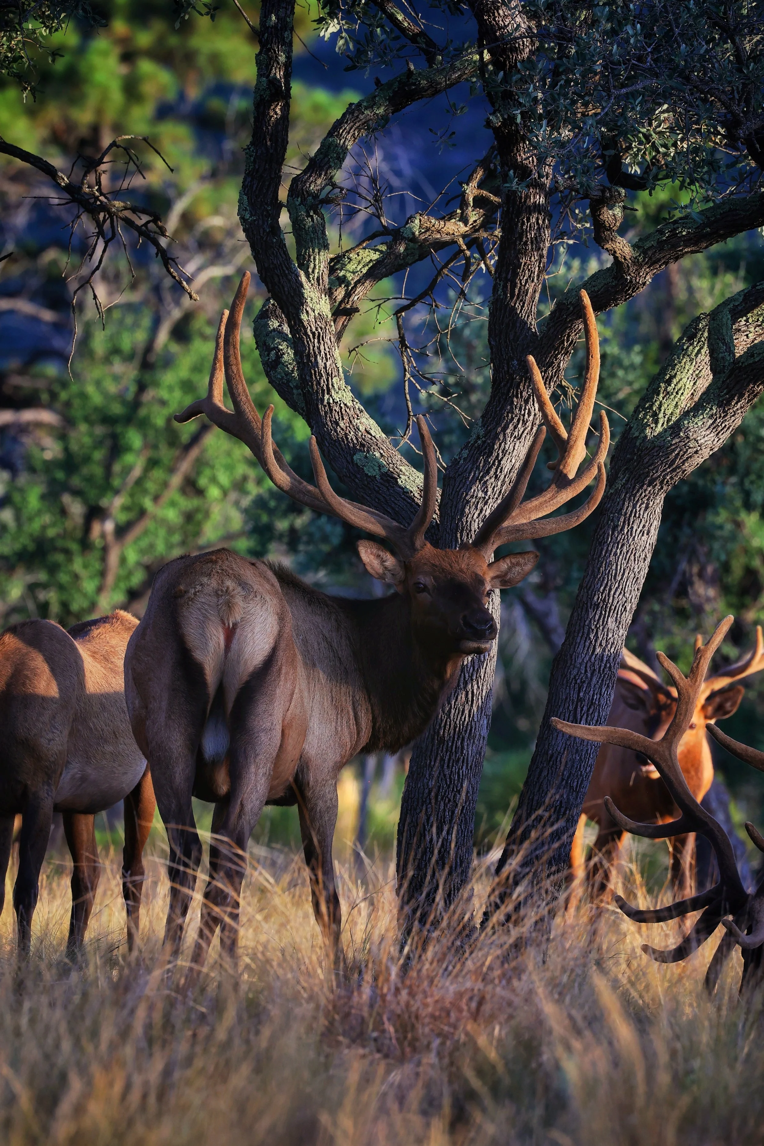 Mexico elk hunting