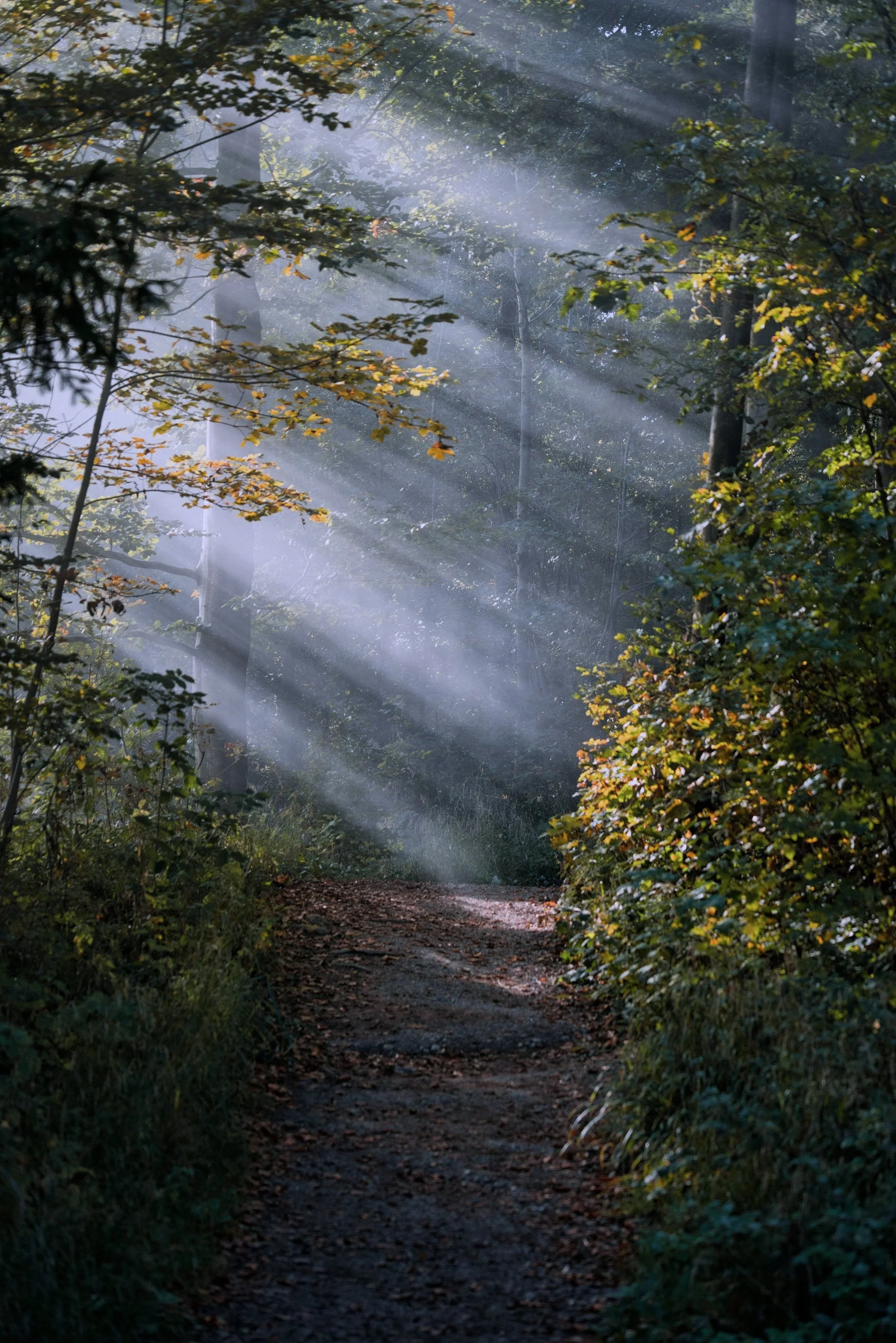 A moody, cinematic forest path with sunlight filtering through the trees, representing the clarity and forward momentum gained through intensive sex and relationship therapy at Made Whole Counseling.