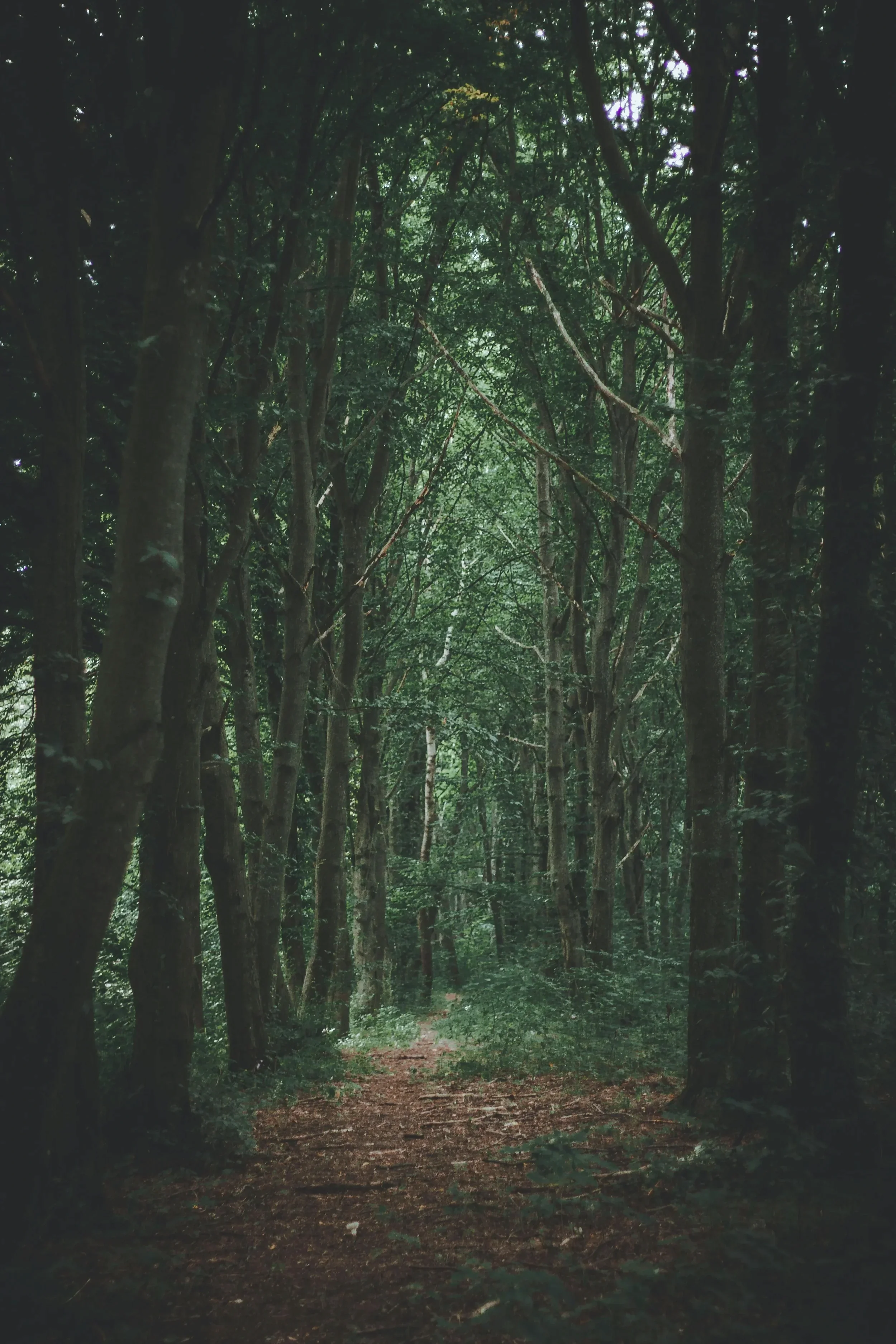 A secluded, misty dirt path leading deep into a dark evergreen forest, representing a private retreat and deep-dive therapy intensives at Made Whole Counseling in West Seattle.