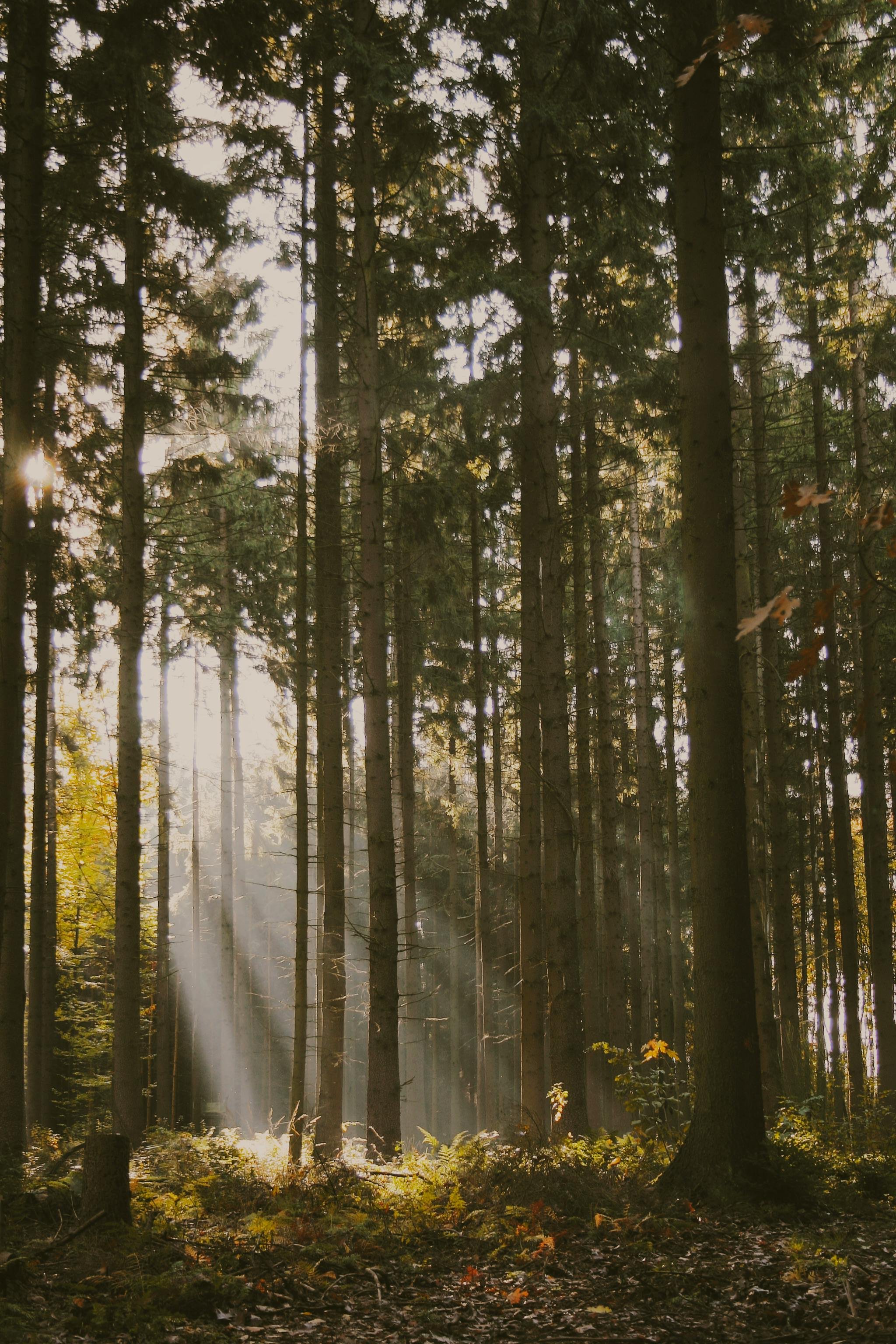 A quiet, moody Pacific Northwest forest with soft light filtering through ferns, representing the grounded and restorative space for healing at Made Whole Counseling.