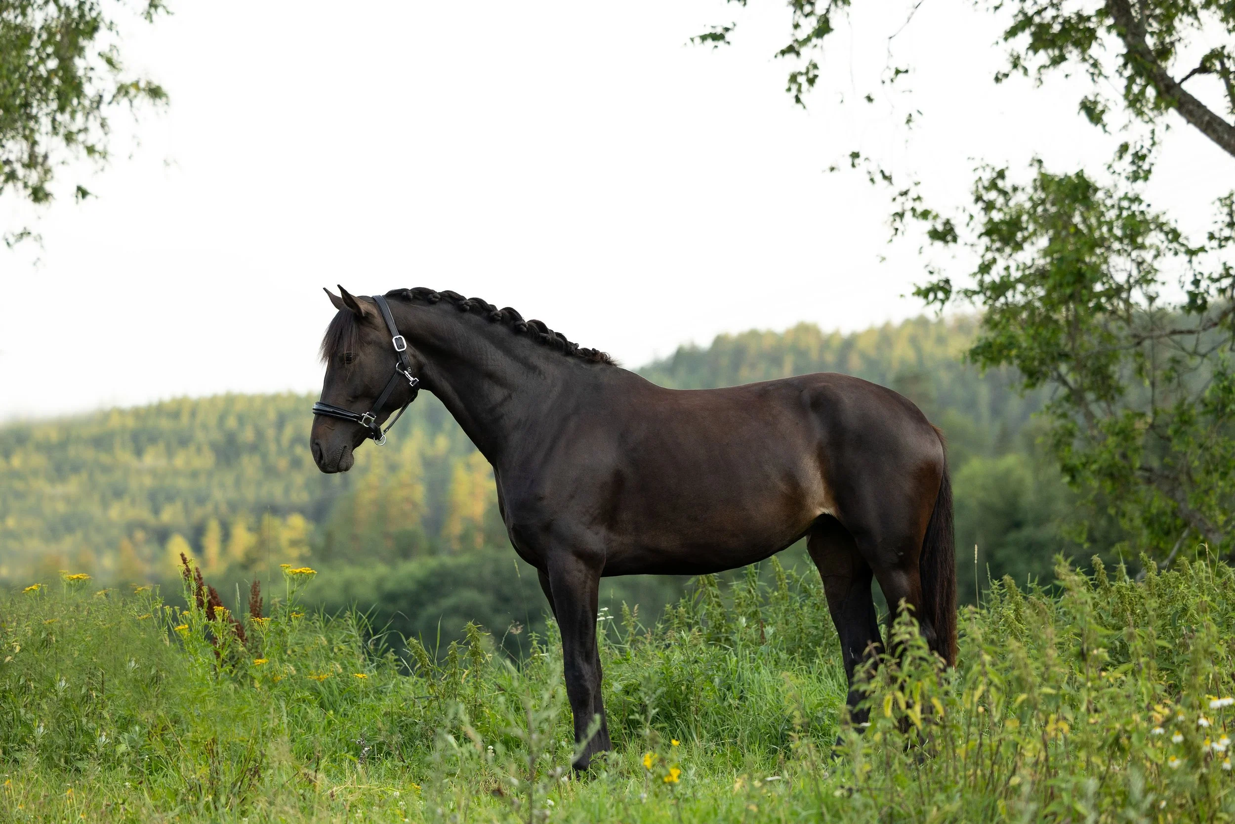 Kvalitet, kompetanse og optimal ekspertise for hest og rytter