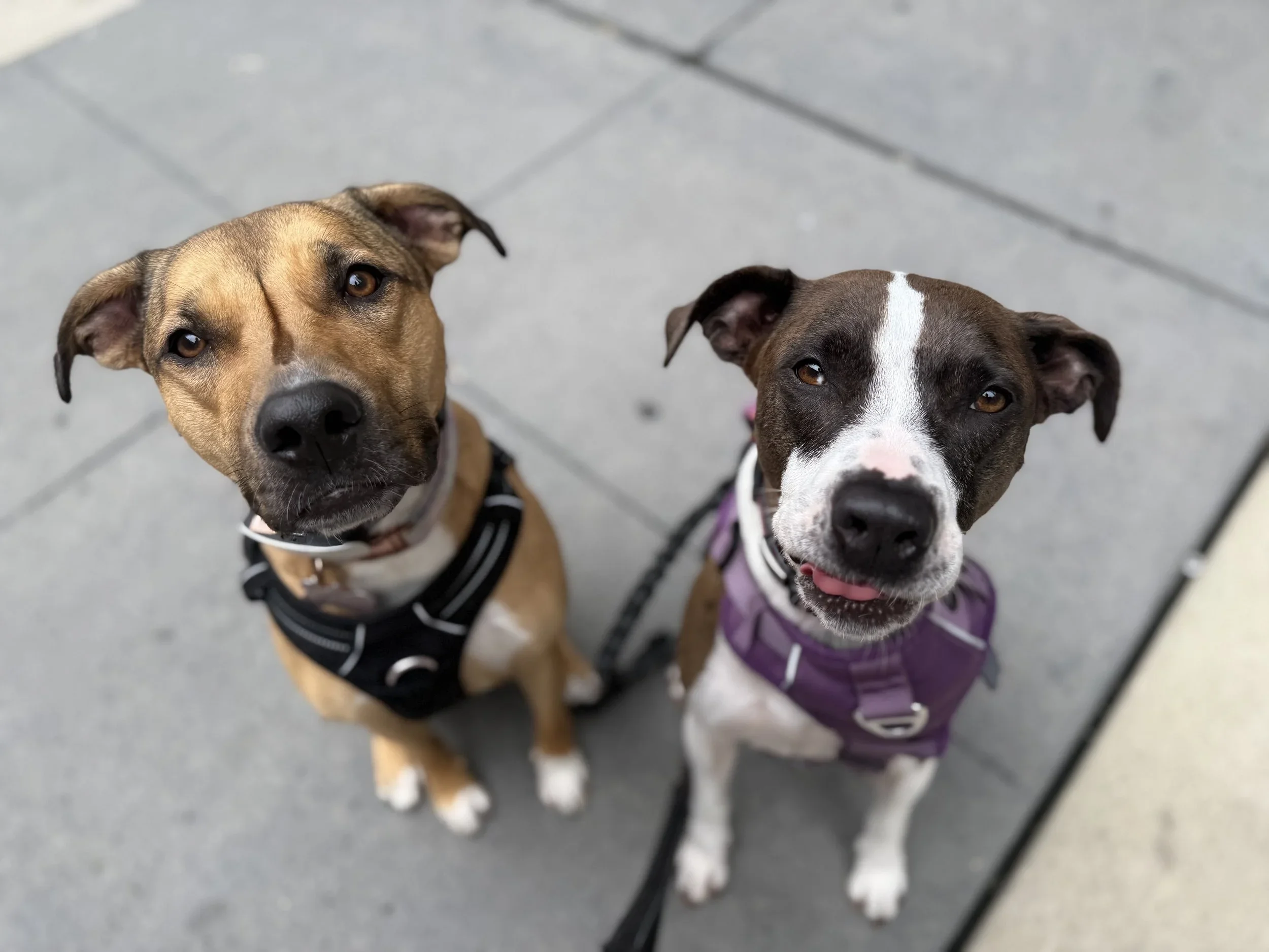 Two adorable looking dogs on their best behavior