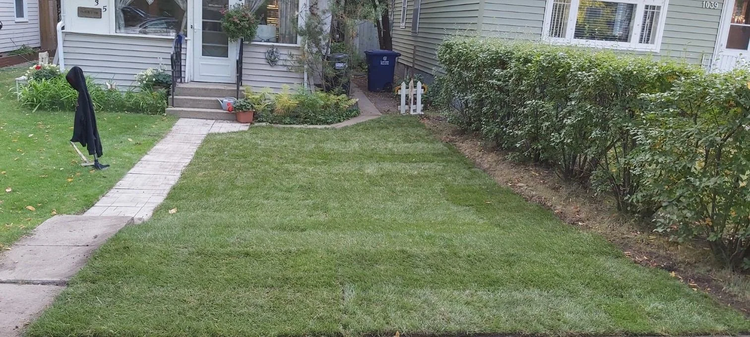 A backyard lawn with a walkway leading to the house entrance, surrounded by plants, shrubs, and a hedge on the right side.