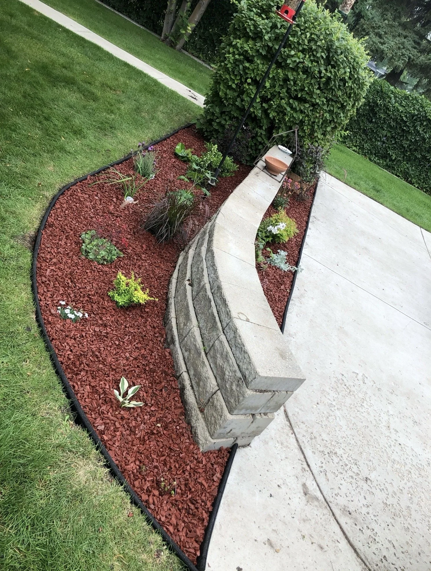 A landscaped yard with a curved concrete walkway, a stone retaining wall, a neatly mulched flower bed with various plants, and a green lawn bordered by a dense hedge and trees.