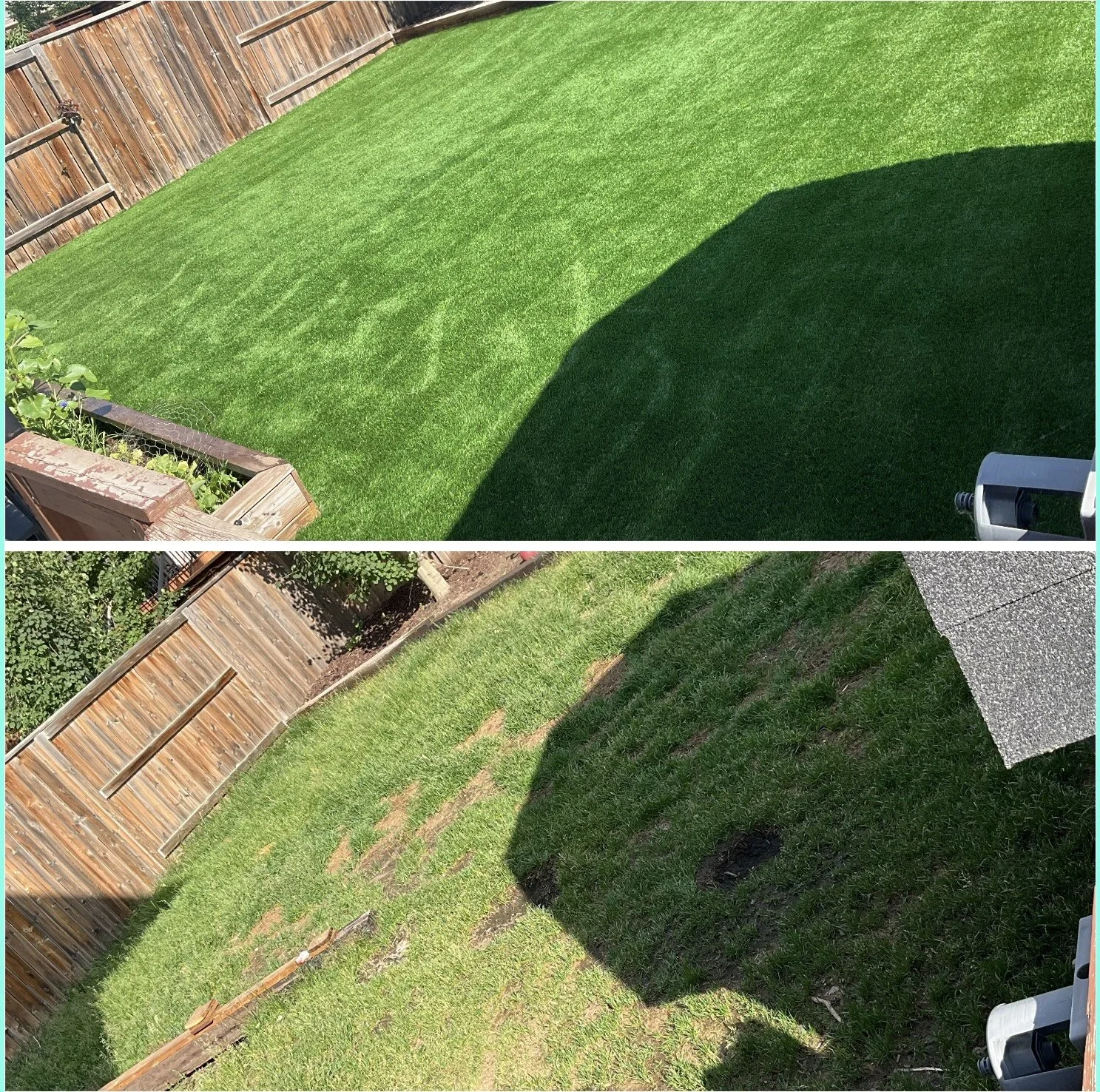 A backyard with a green lawn divided into two sections, with a wooden fence at the far end and some gardening elements visible, including a raised garden bed and a garden hose.