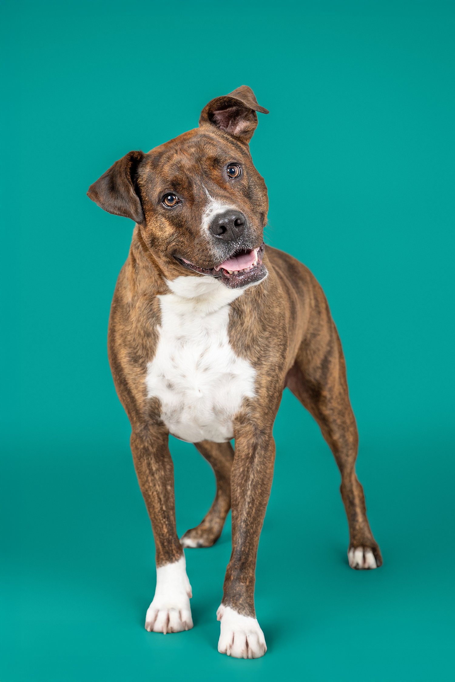 A brown brindle dog with white paws and chest standing against a teal background, looking at the camera with its mouth slightly open.