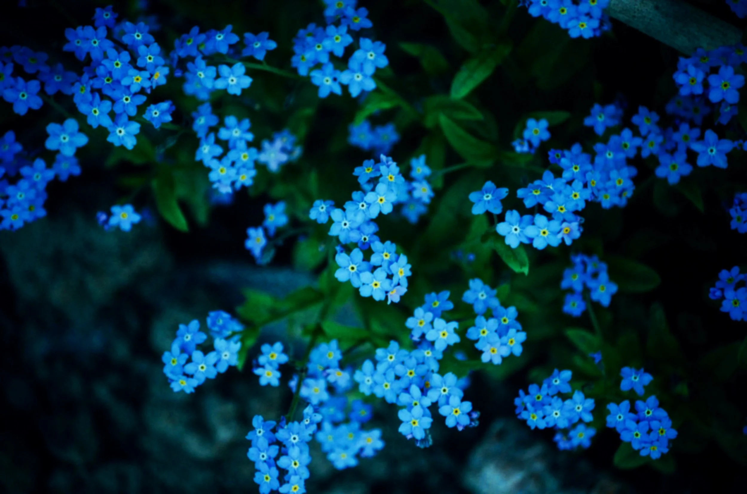 Blue Wildflowers