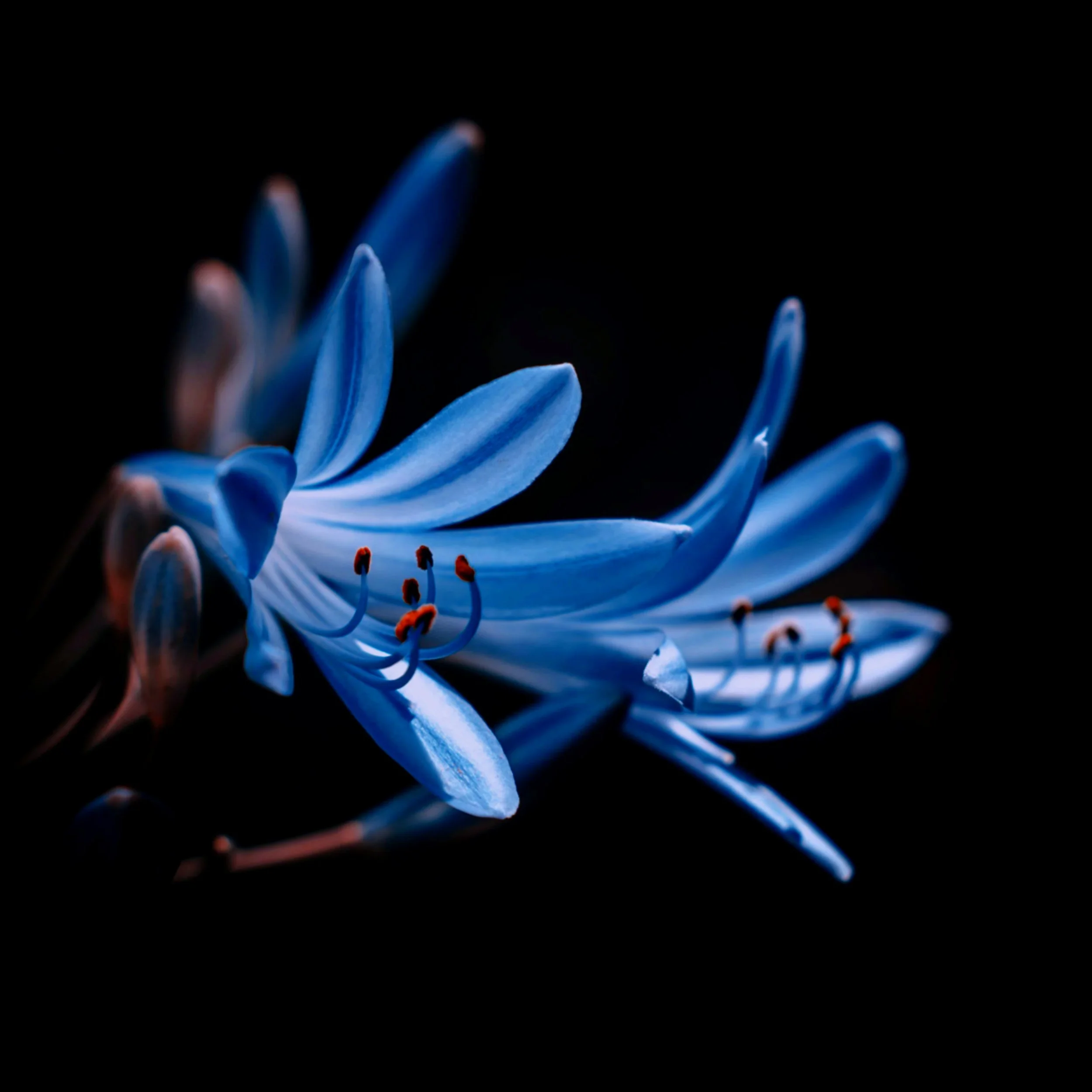Close-up of a blue flower with petals and orange-tipped stamens against a black background.