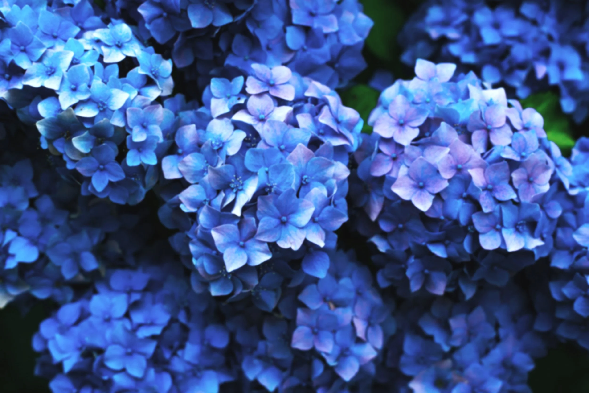 Close-up of blue hydrangea flowers.
