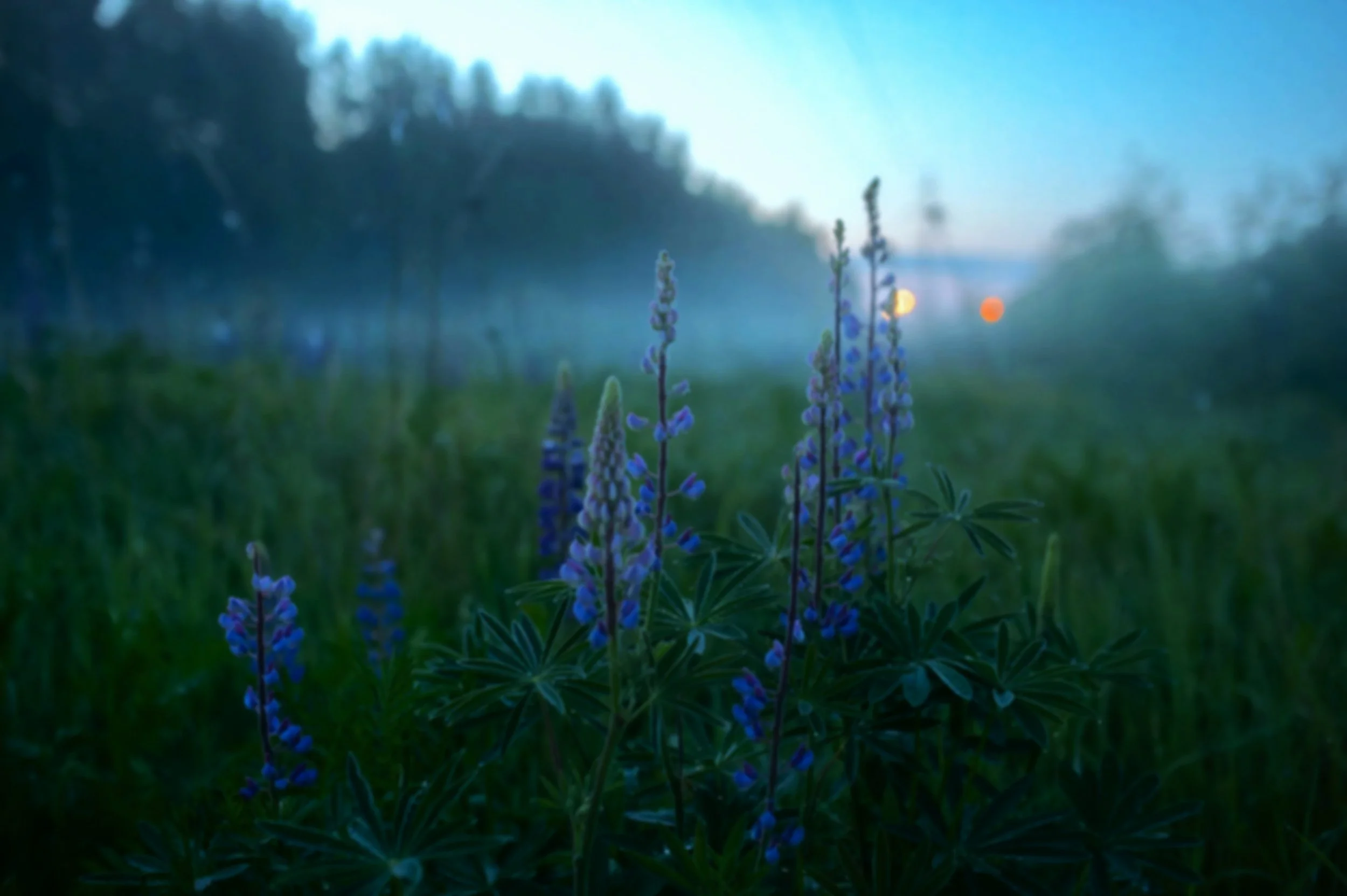 Close-up of tall purple and blue wildflowers growing in a grassy field with trees and a blurred background at dusk.