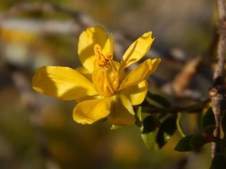 Close-up of a yellow flowering plant with bright yellow petals and green leaves in the background.