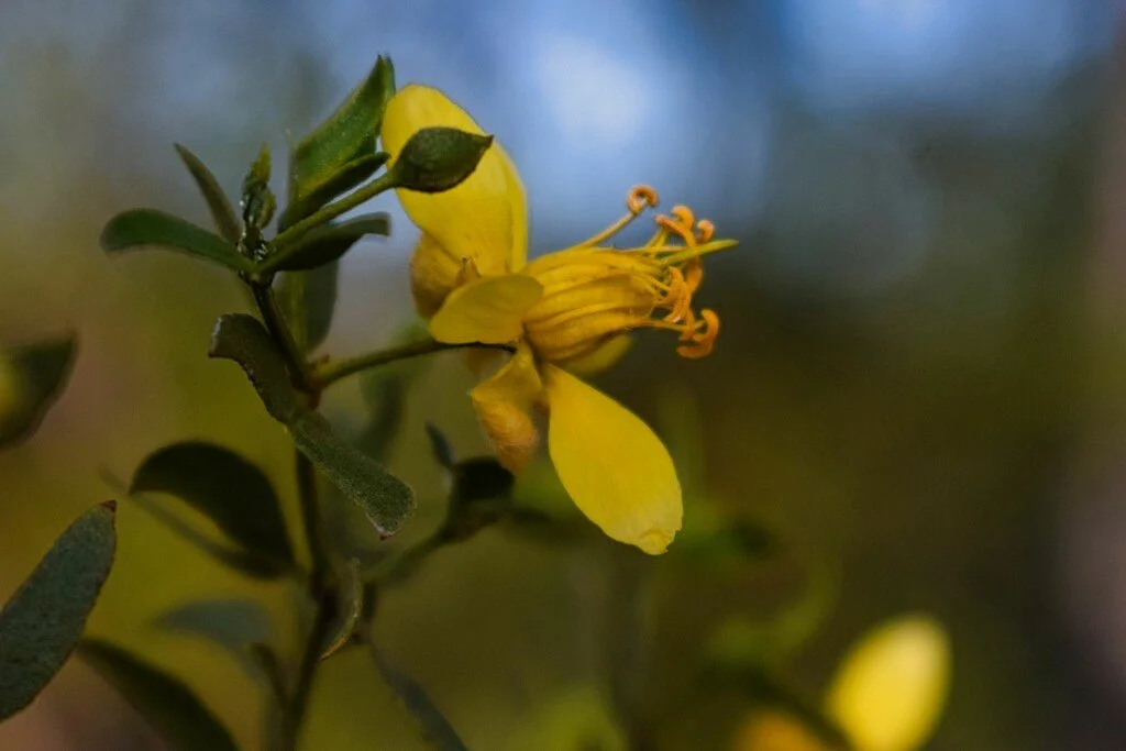 Close-up of a yellow flower with stamens and green leaves.