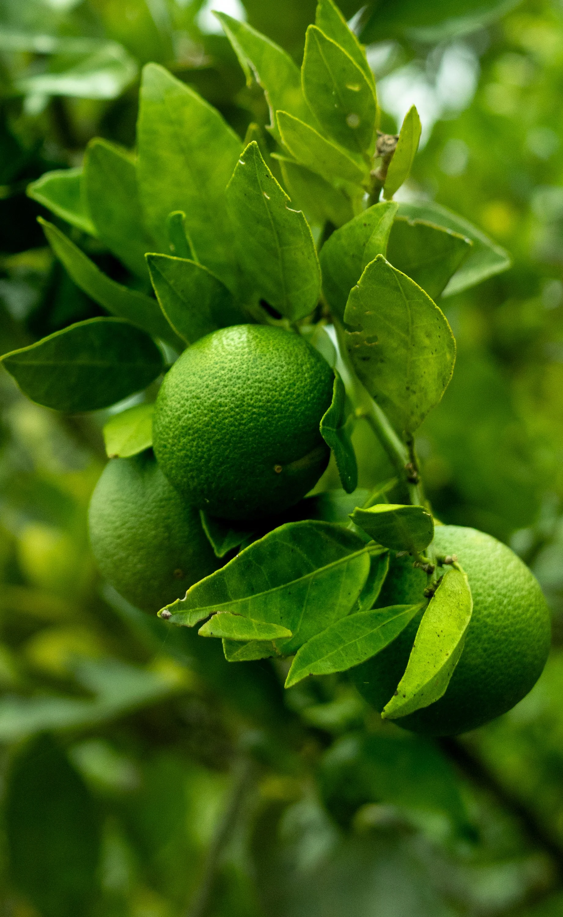 Lime.jpg