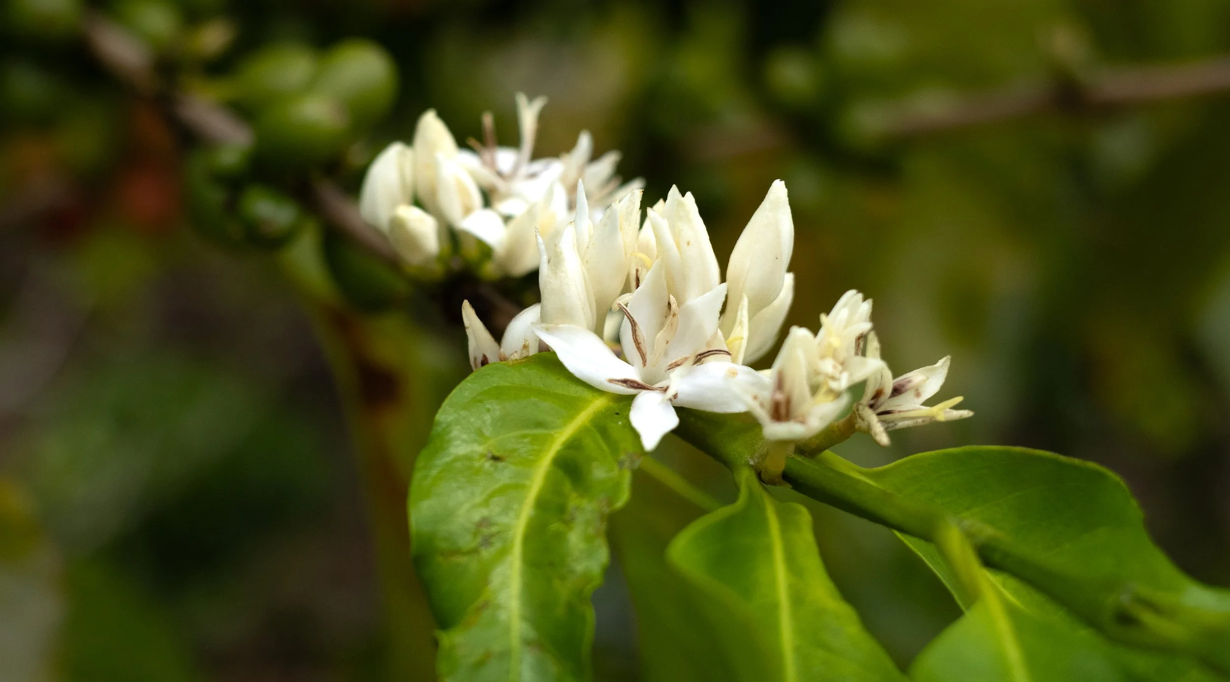 CoffeePlant.jpg