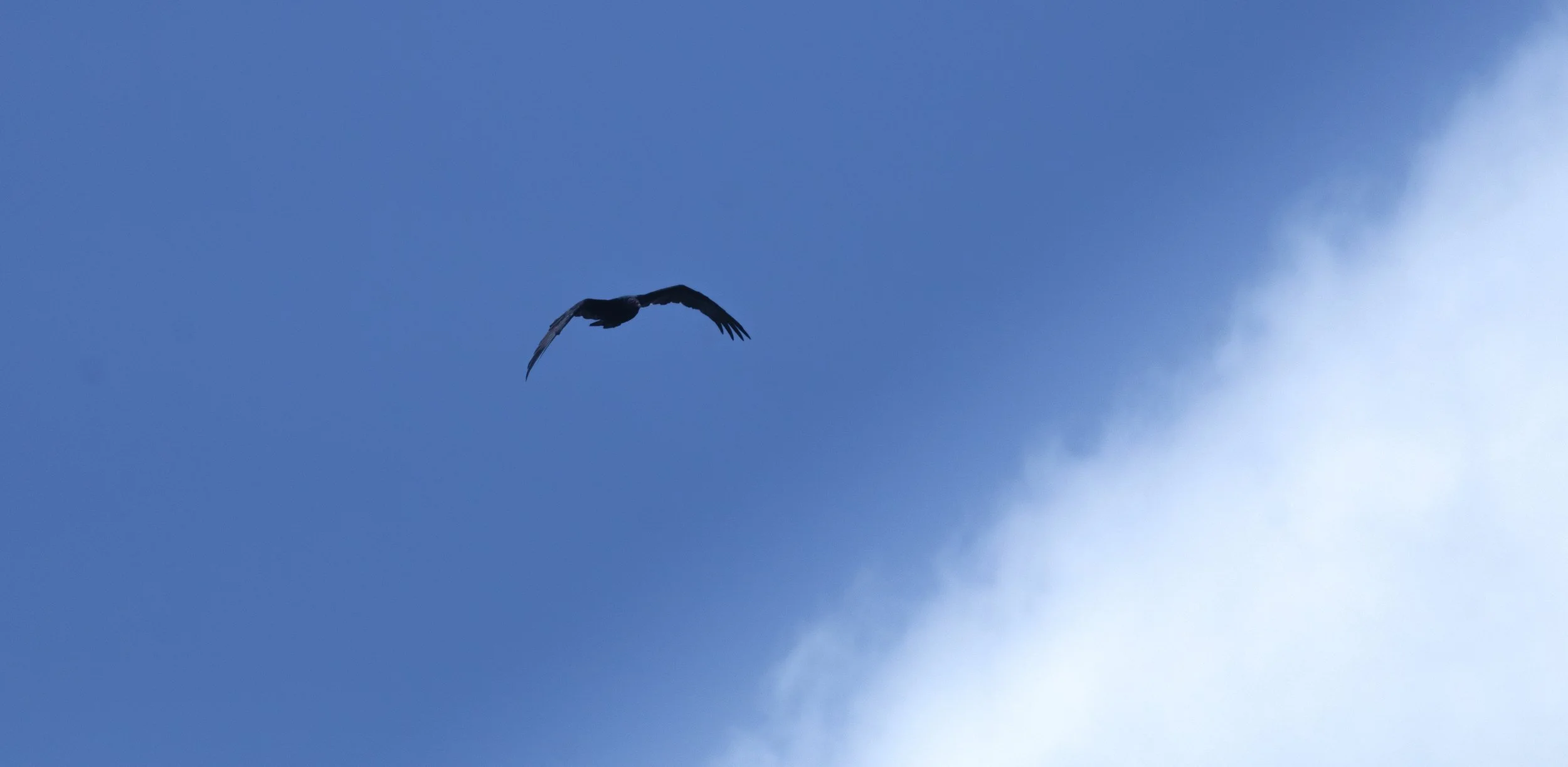 Birb.jpg