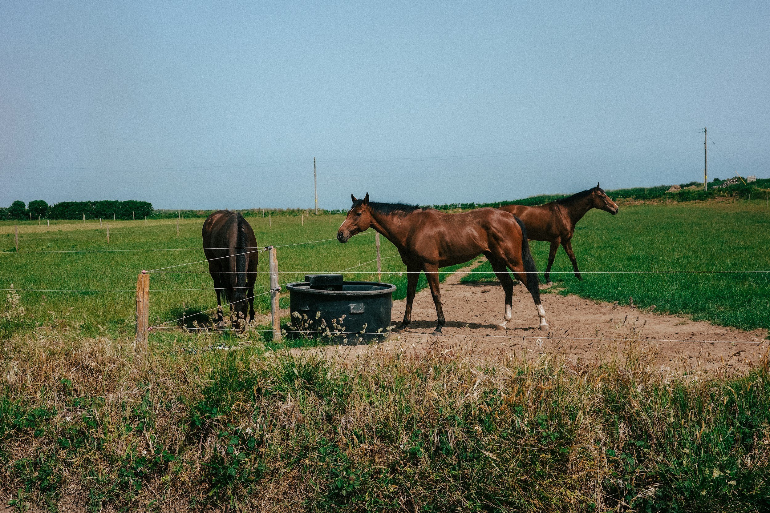 Livestock water systems, wells, troughs, fencing, grazing plans, pasture planting.