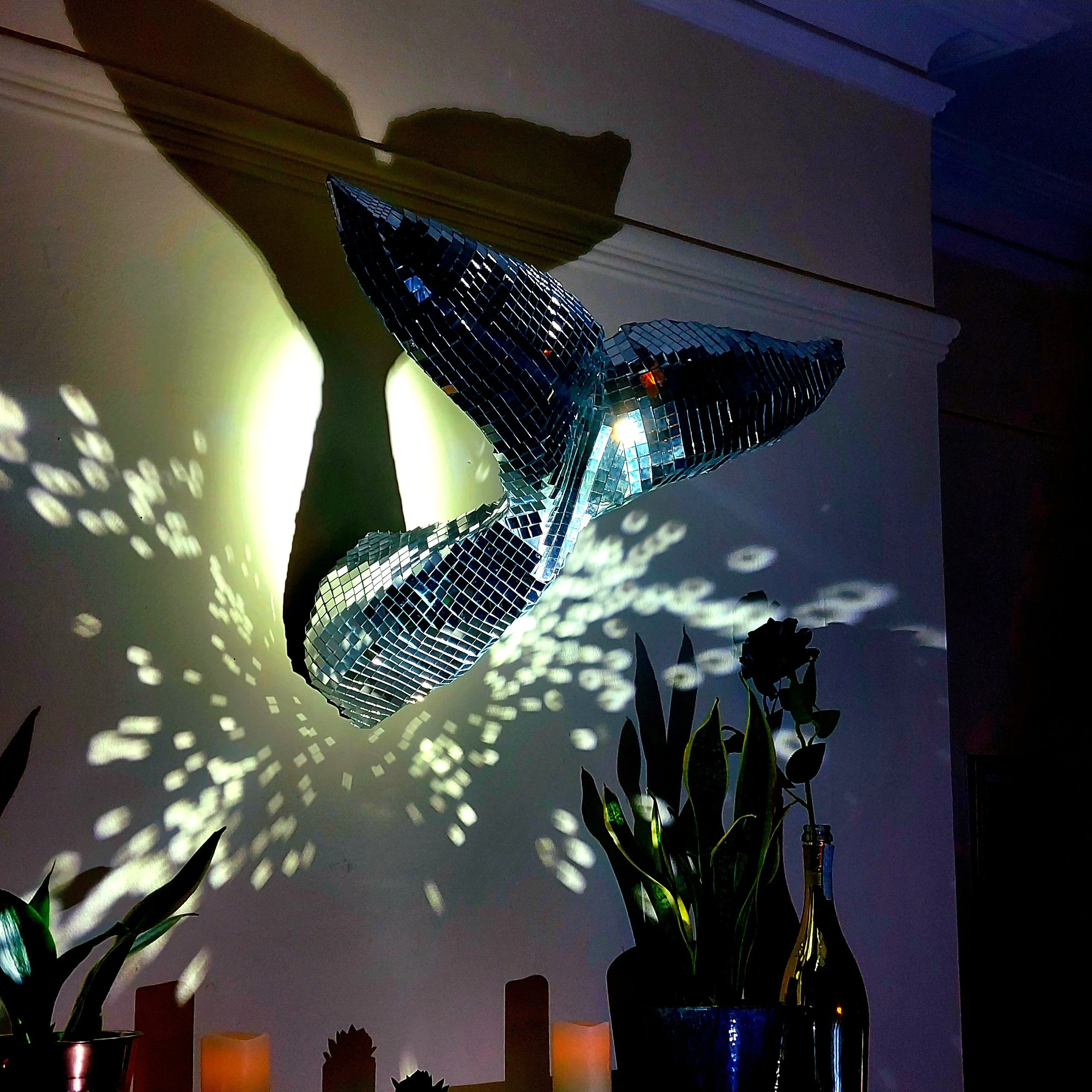 Disco Whale Tail