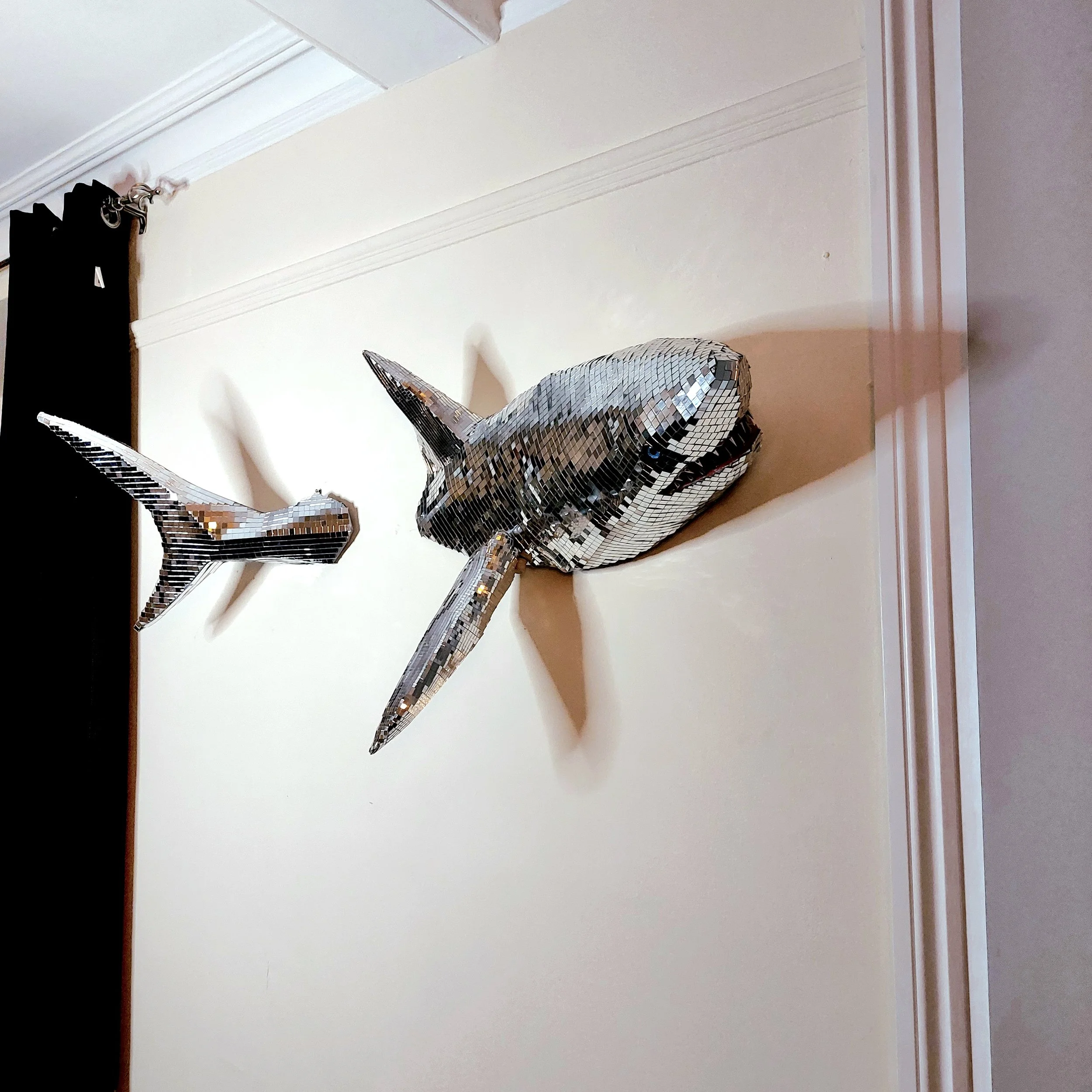 Disco Shark