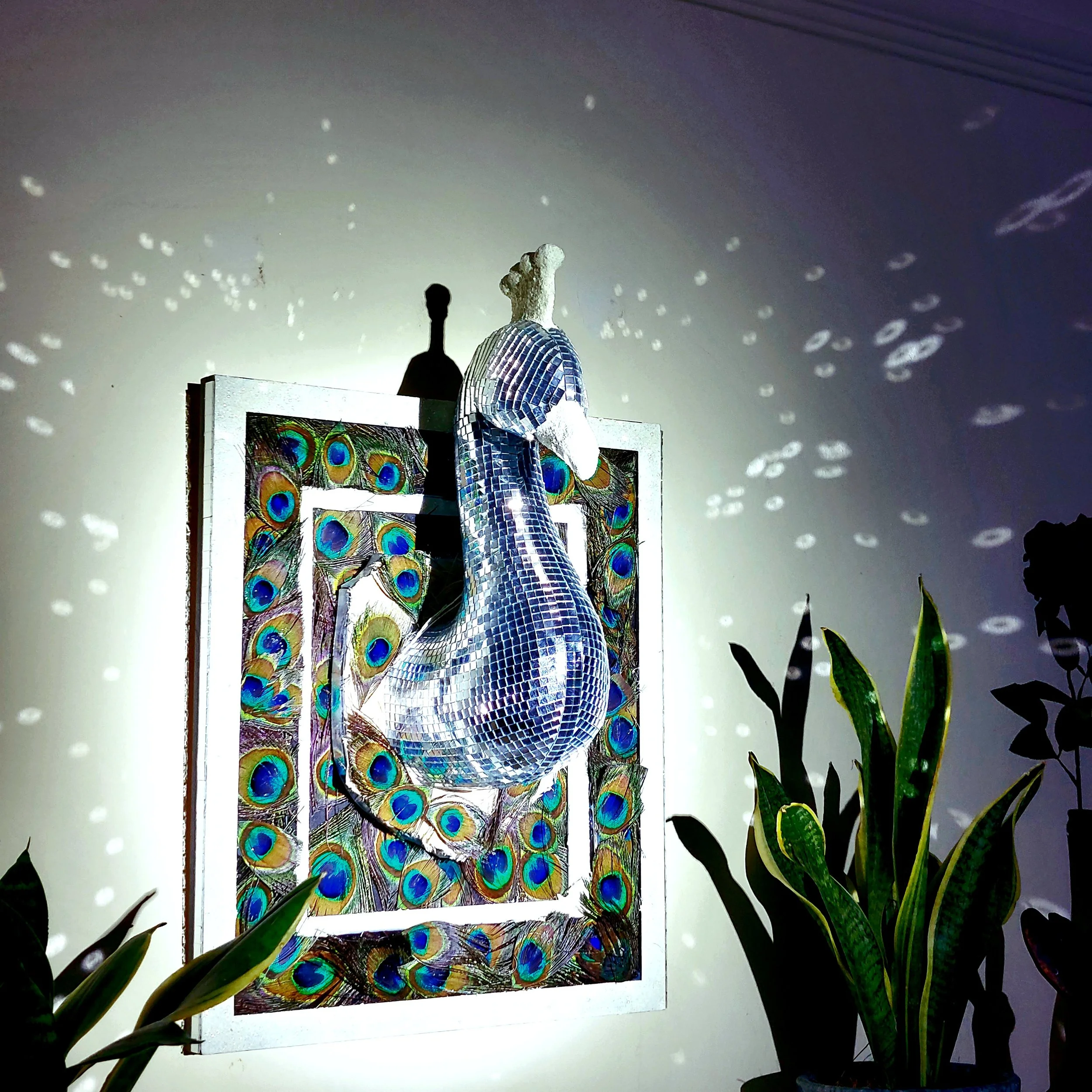 Disco Peacock