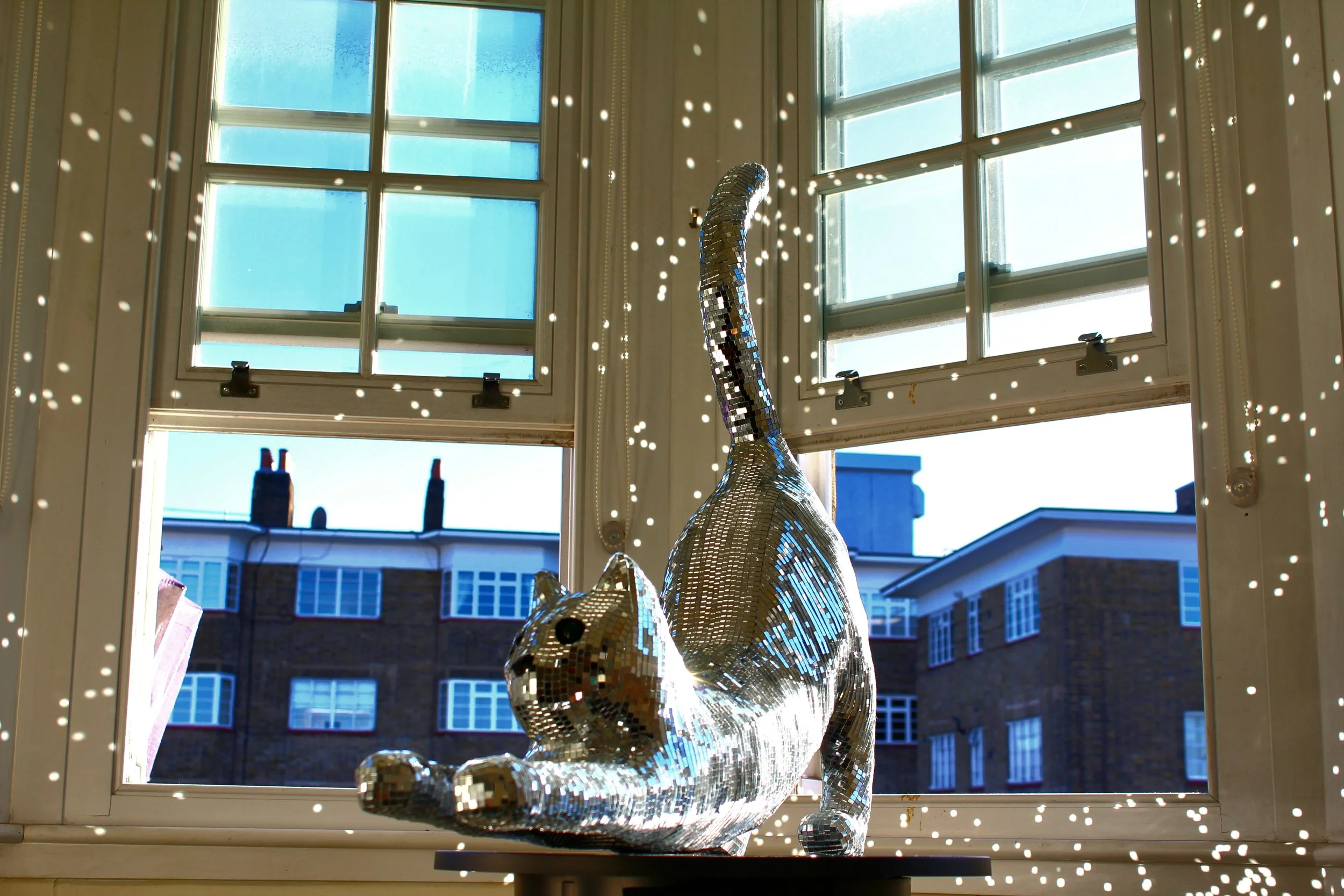 Disco Cat
